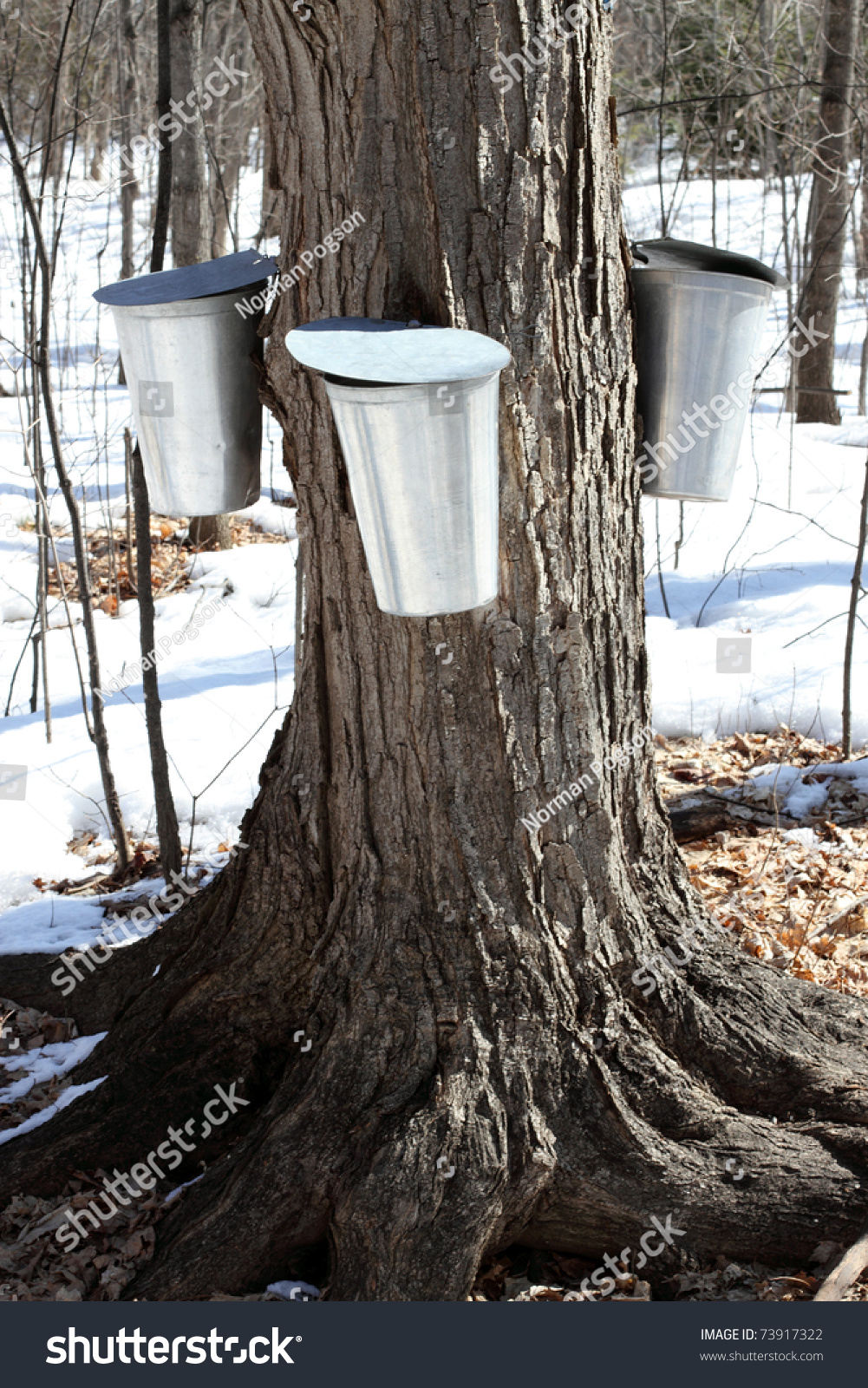 Metal Maple Sap Buckets Attached To A Tree Collecting Sap For The Production Of Canadian Maple 0169