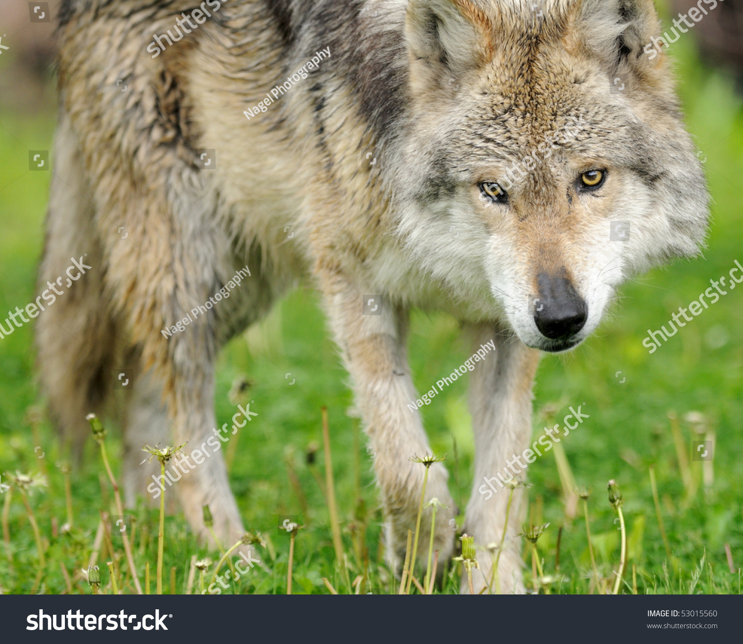 Mexican Gray Wolf (Canis Lupus Baileyi) Hunting For Prey Stock Photo