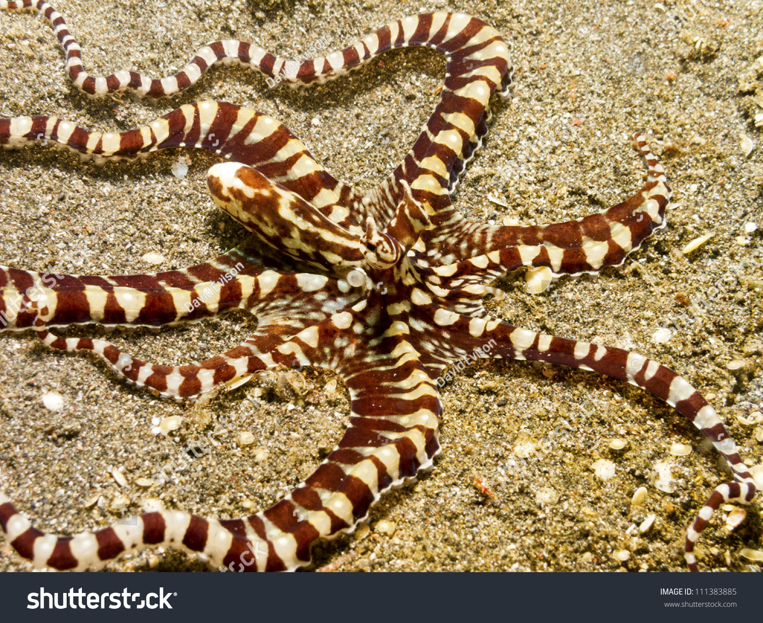 Mimic Octopus (Thaumoctopus Mimicus) In The Lembeh Strait, Sulawesi