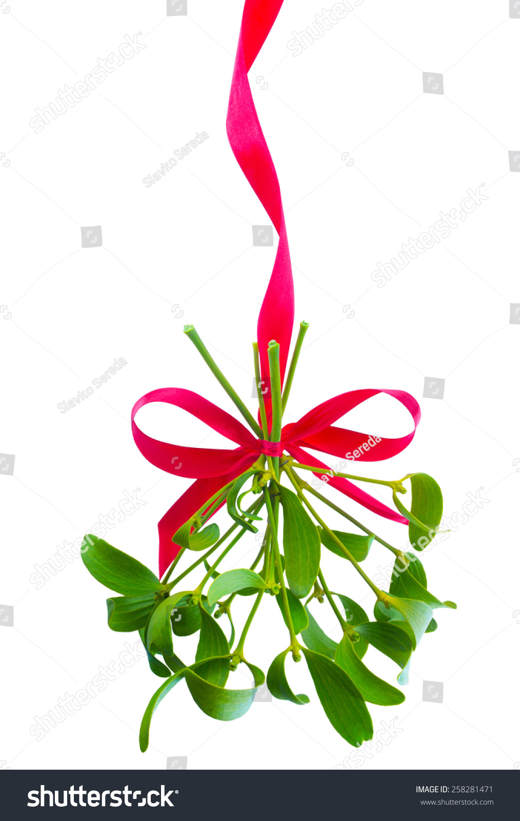 mistletoe bunch hanged on red ribbon stock photo 258281471 mistletoe bunch hanged on red ribbon stock photo 258281471