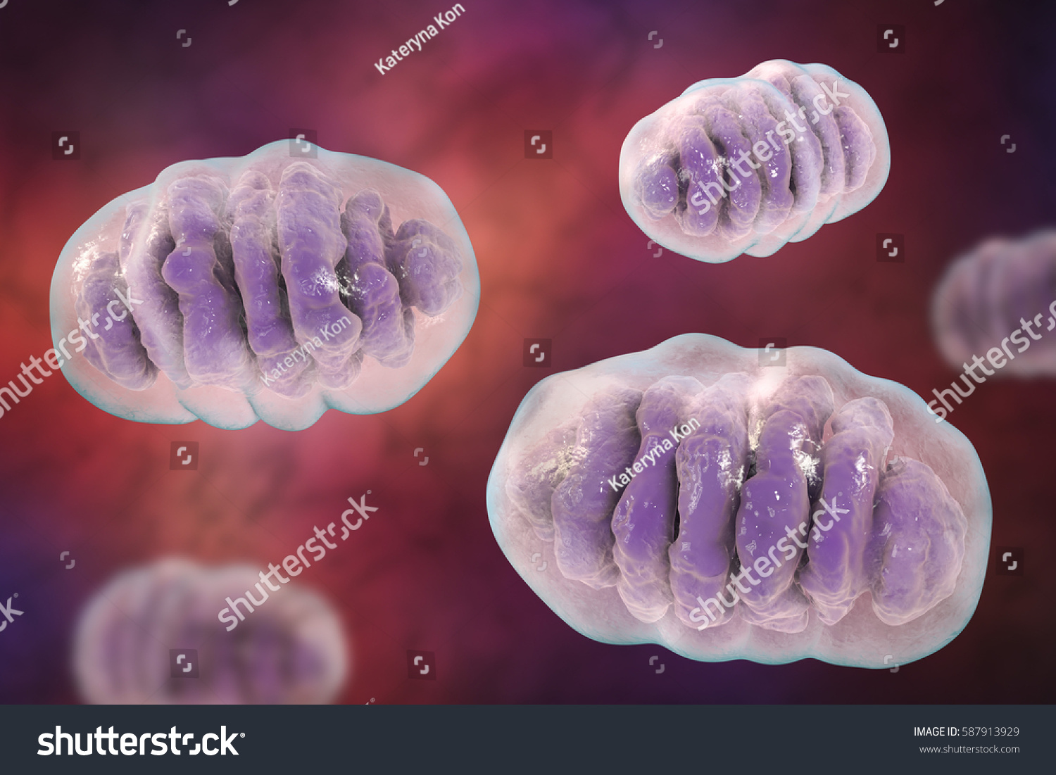 Mitochondria Membraneenclosed Cellular Organelles Which Produce Stock