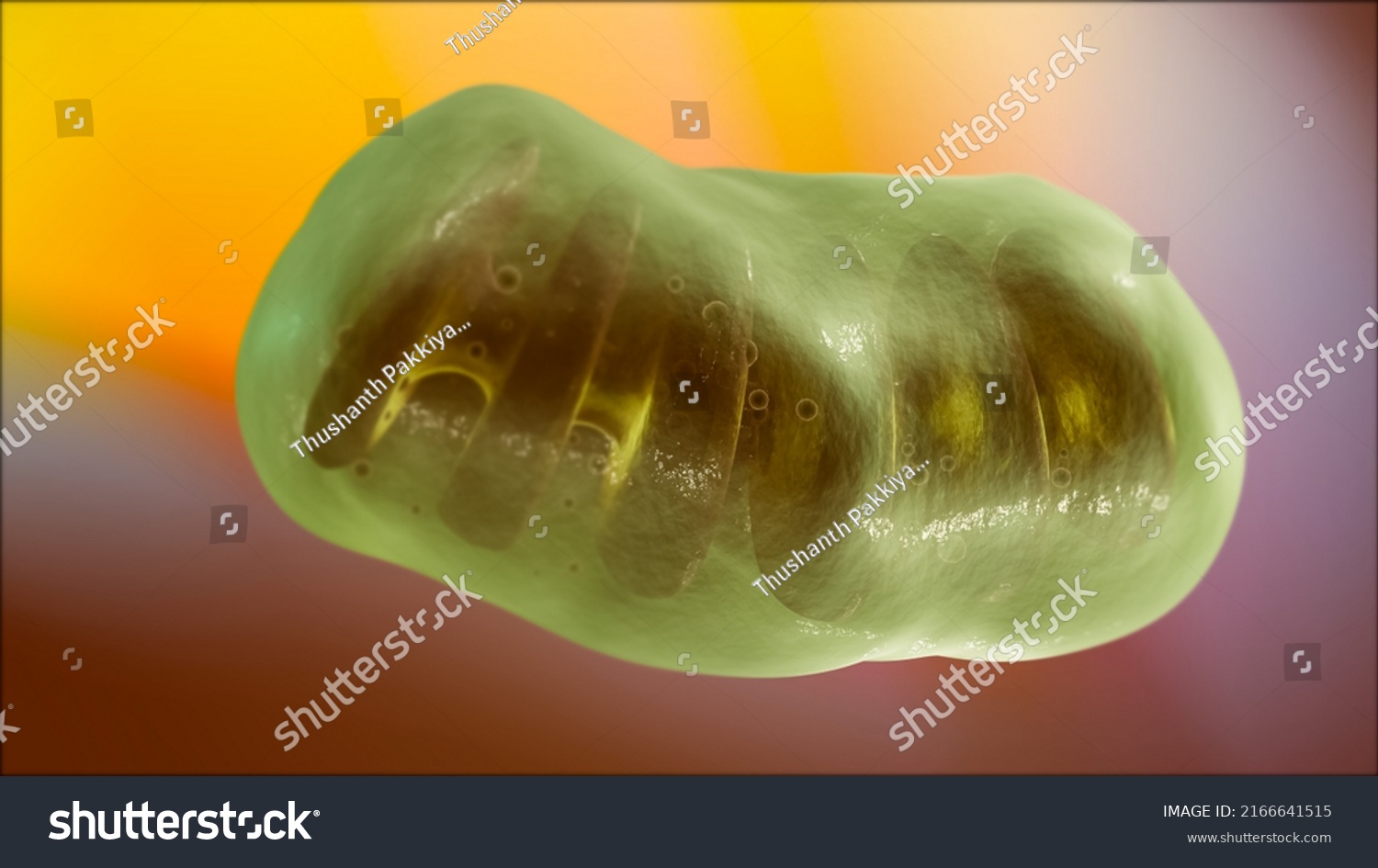 Mitochondria Membraneenclosed Cellular Organelles Which Produce Stock