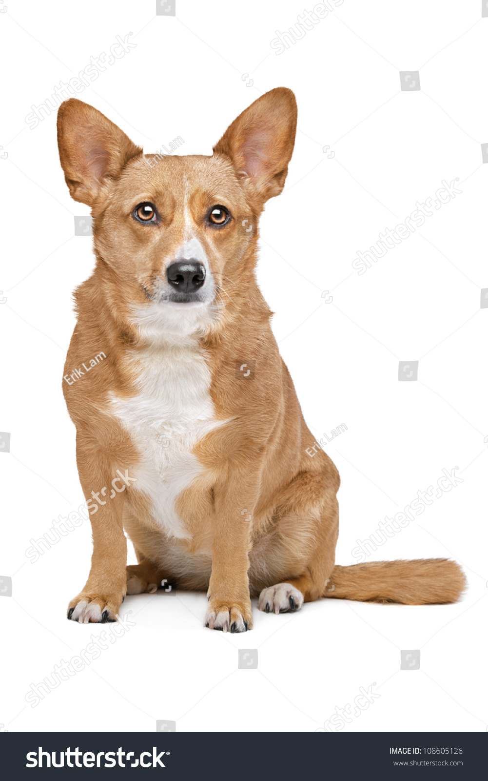 Mixed Breed Dog. Corgi And German Shepherd Mix. Stock Photo 108605126