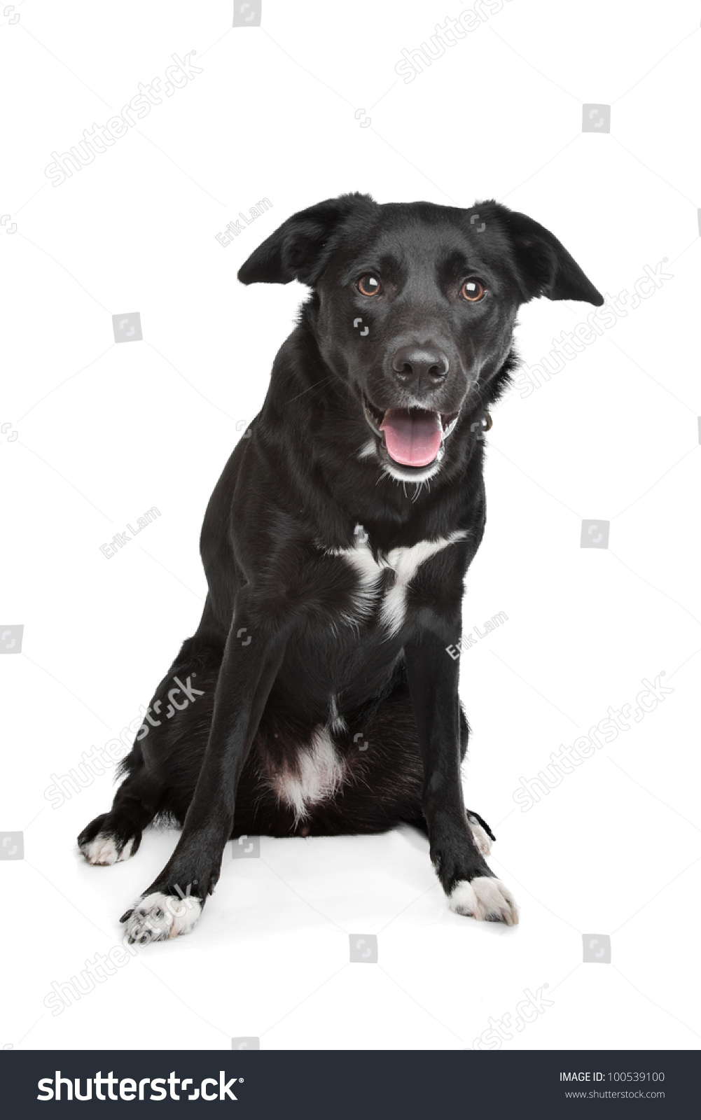 Mixed Breed Dog. Labrador Border Collie Stock Photo 100539100 