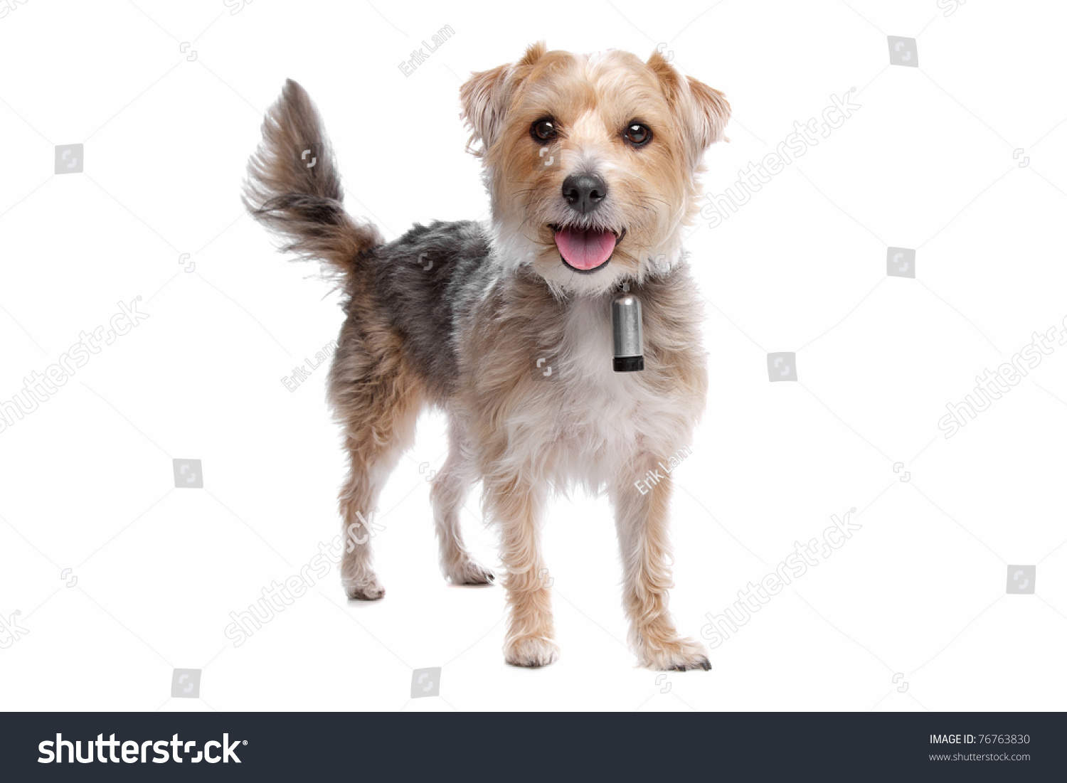 Mixed Breed Dog,Yorkshire Terrier,Maltese Stock Photo 76763830