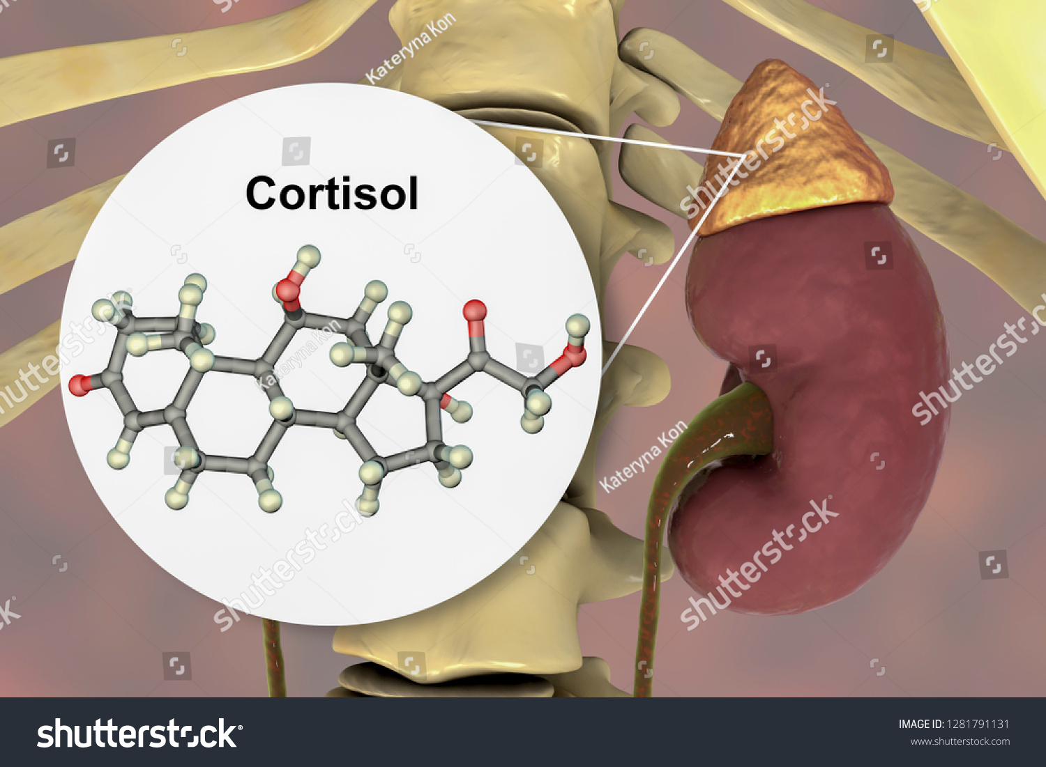 Molecule Cortisol Hormone Adrenal Gland D