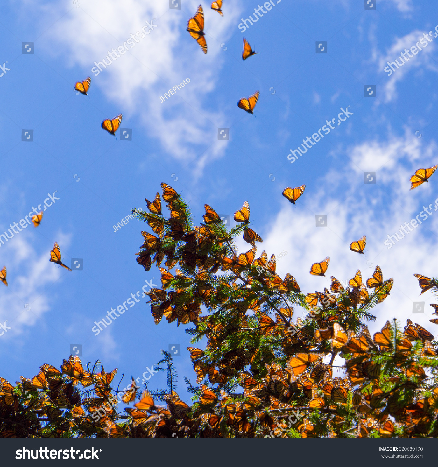 Monarch Butterflies On Tree Branch In Blue Sky Background In Michoacan