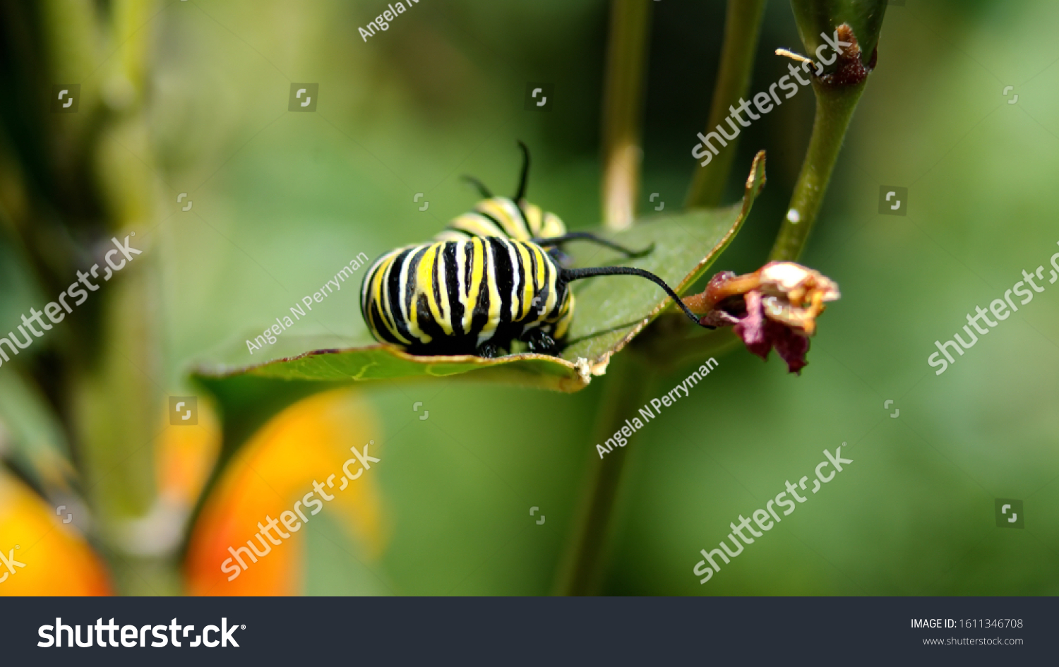 Monarch Butterfly Caterpillar Eating Milkweed Plant Stock Photo