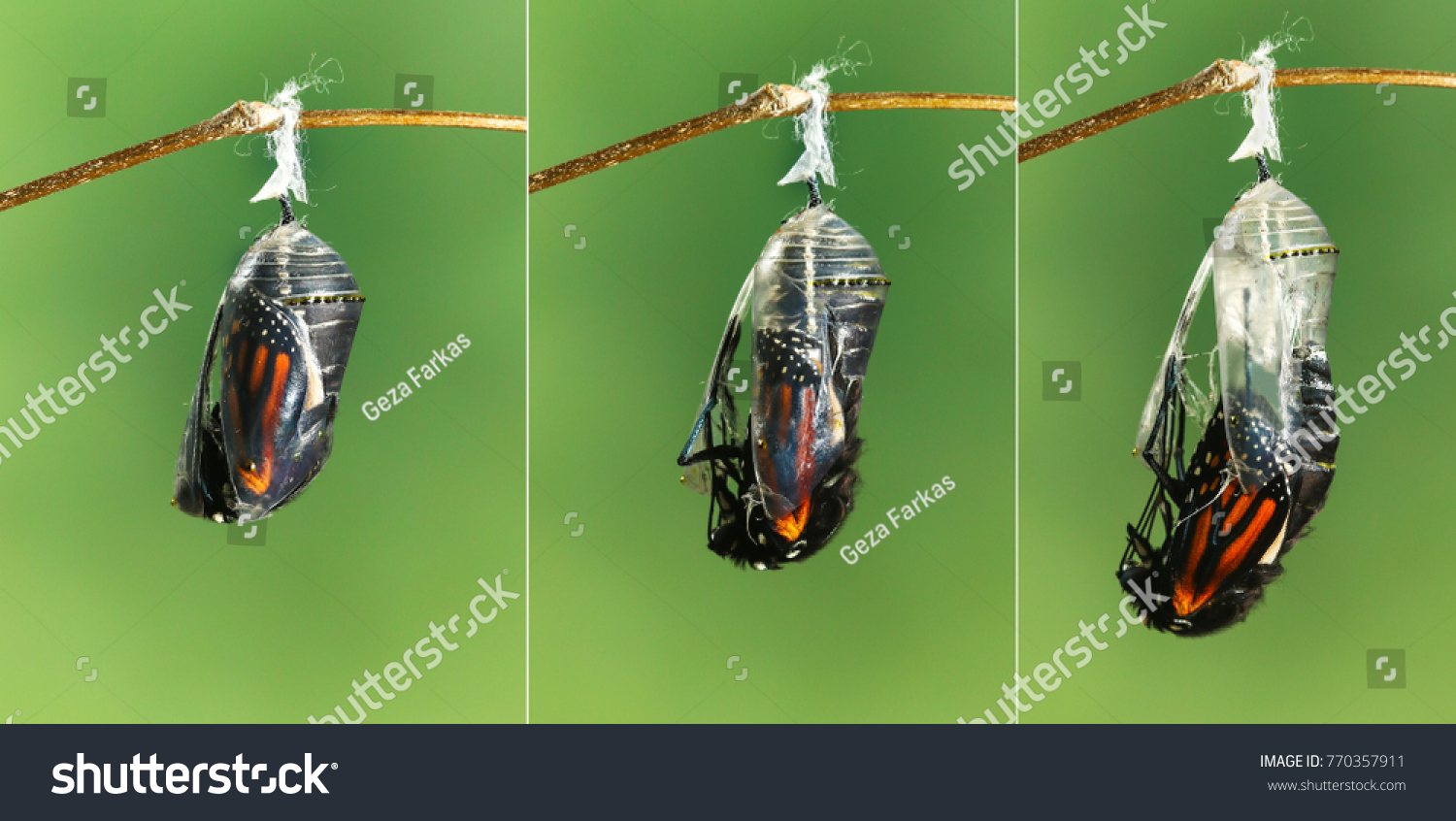 Monarch Butterfly Danaus Plexippus Emerging Chrysalis Stock Photo Edit