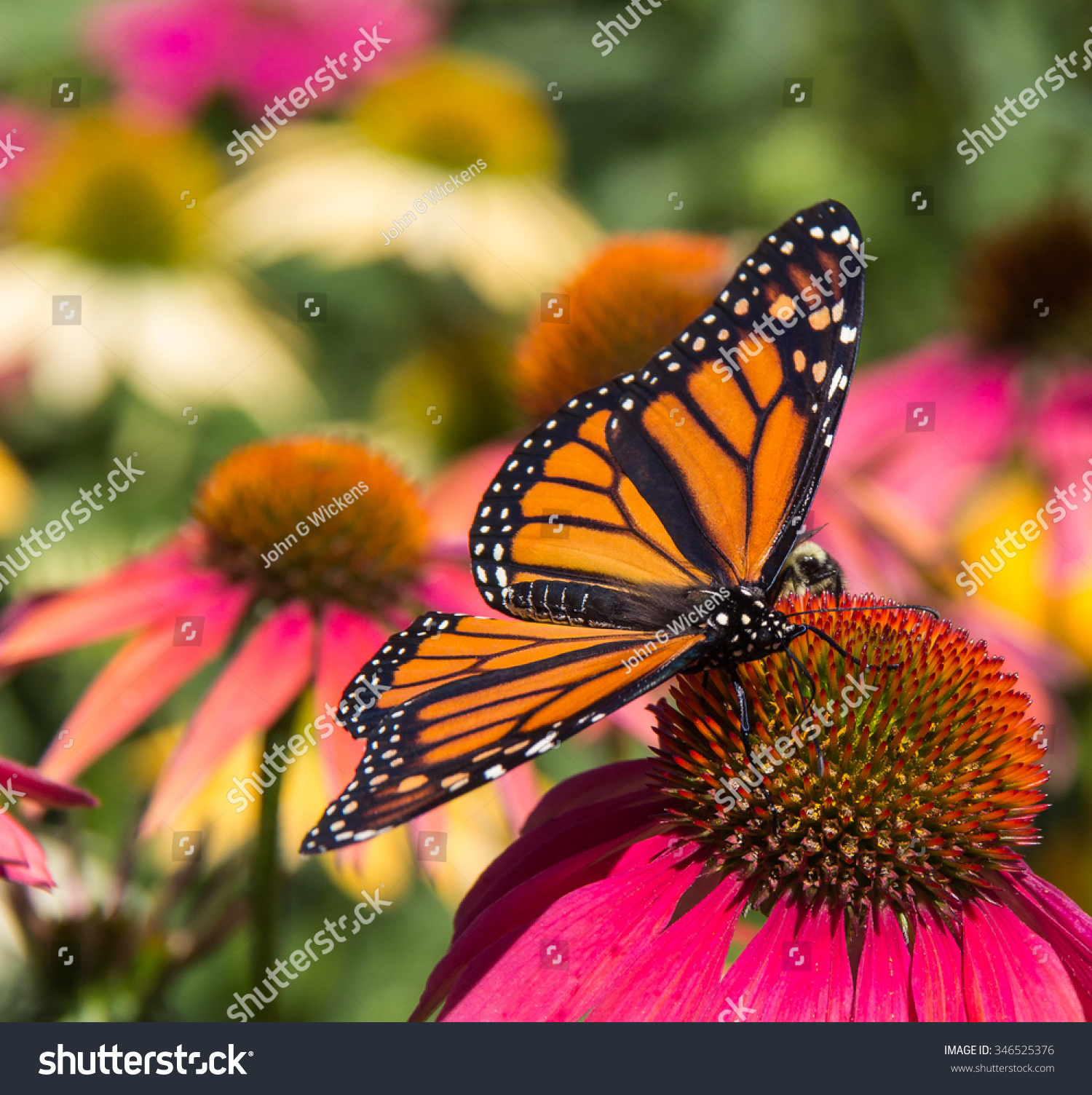 Monarch Butterfly On Coneflower Stock Photo 346525376 : Shutterstock