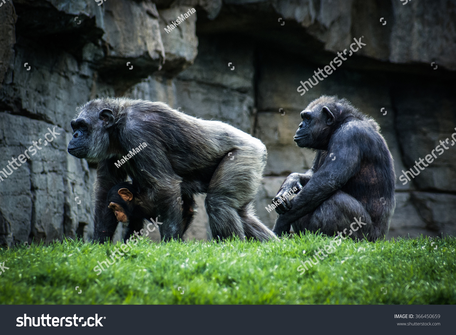 Monkey family in a zoo in Valencia Spain Monkey family in a zoo in Valencia Spain
