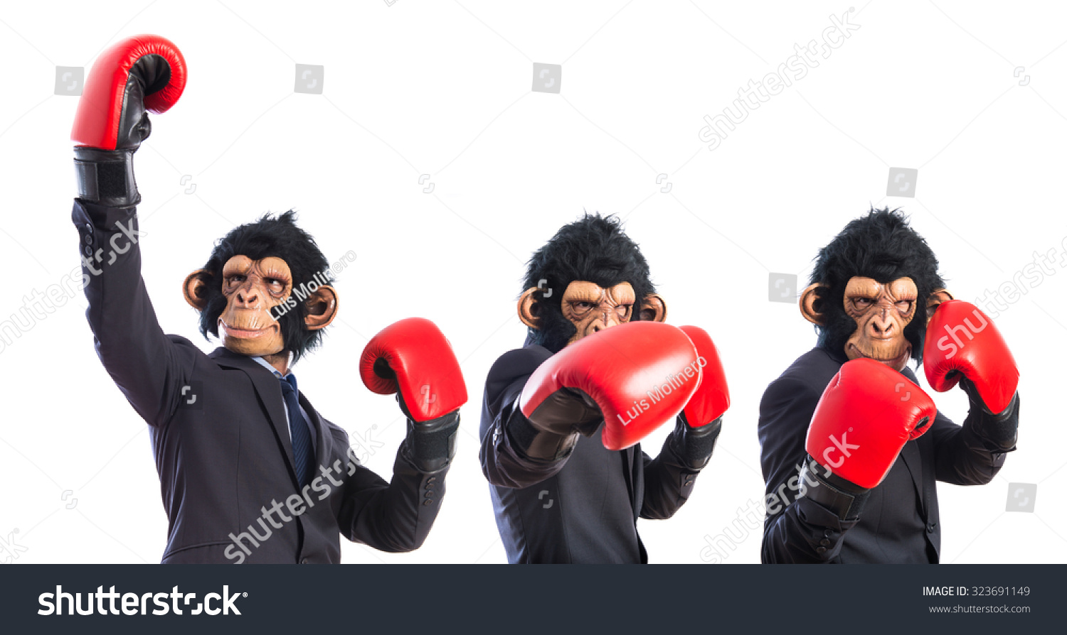 Monkey Man With Boxing Gloves Stock Photo 323691149 : Shutterstock