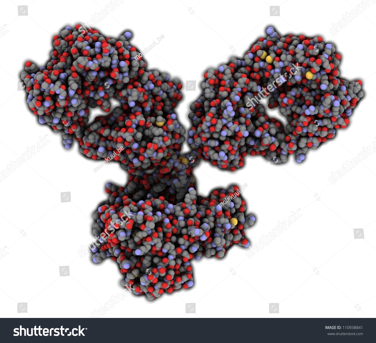 Monoclonal Antibody Immunoglobulin G Igg1 Mab Molecule Chemical Structure Most Current 2941