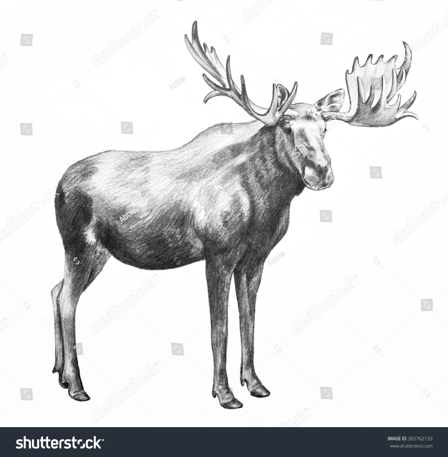 Moose Illustration. Hand Drawn Moose Pencil Sketch Isolated On White