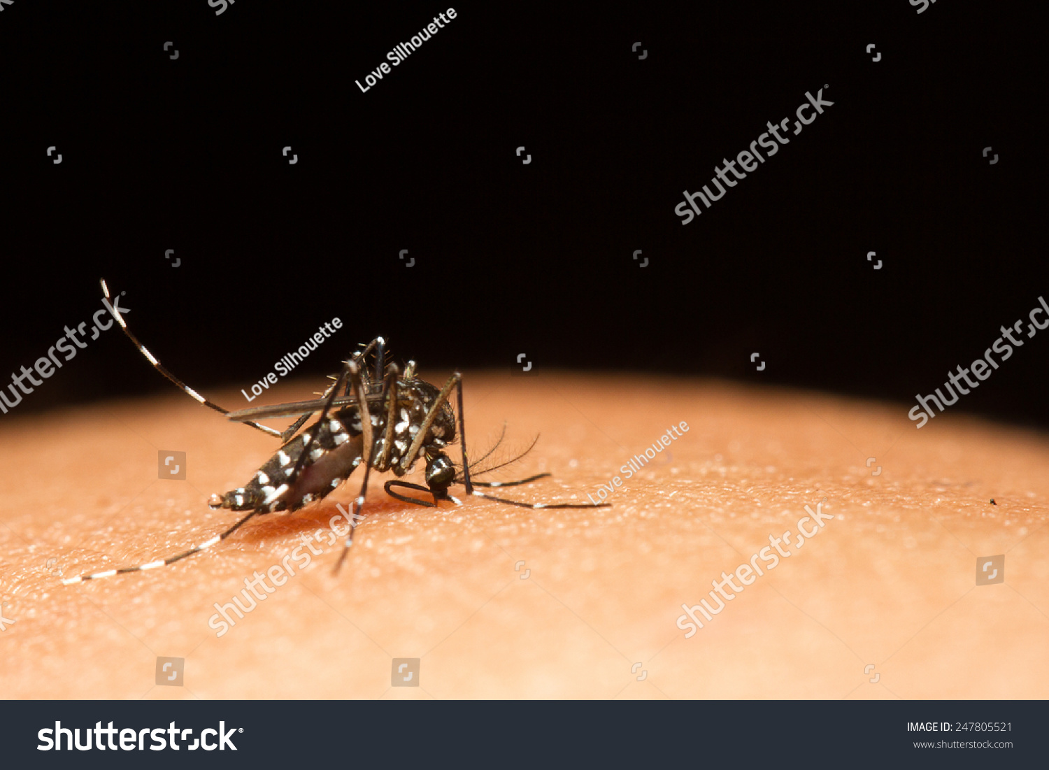 Do male mosquitoes suck blood Do male mosquitoes suck blood