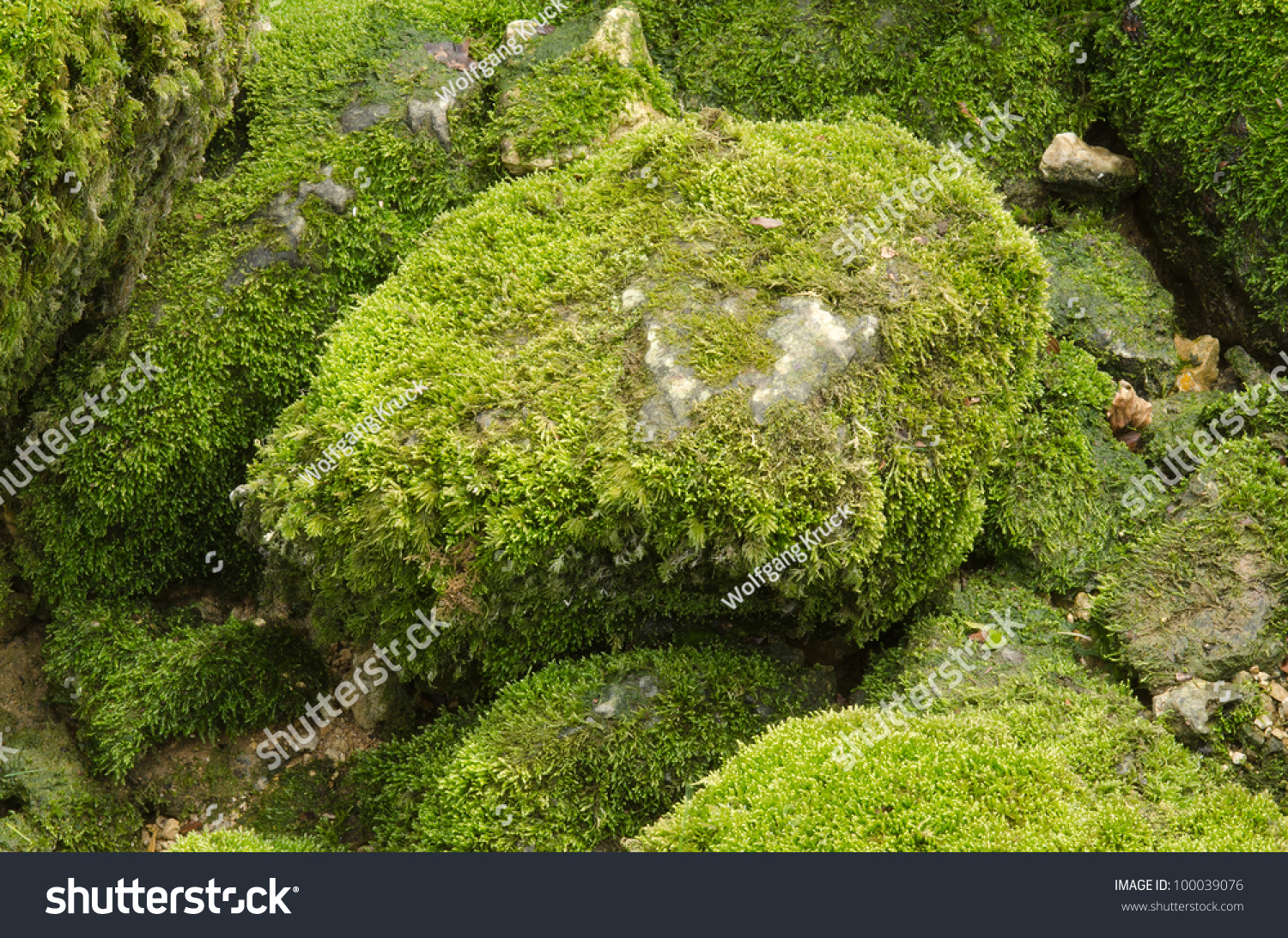 Moss-Covered Stone Stock Photo 100039076 : Shutterstock