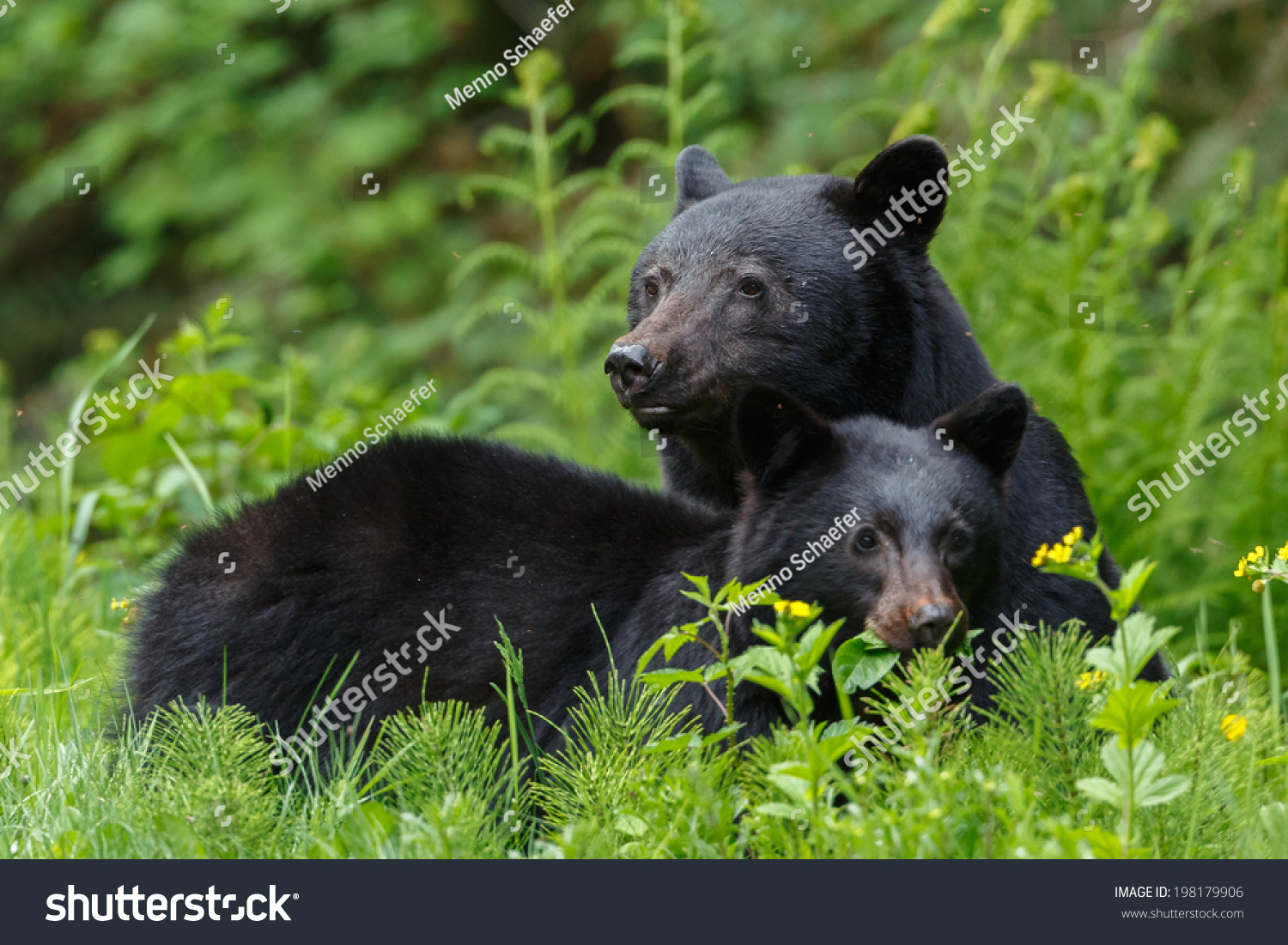 29 year old cub penetrating a 57 year old cougar 1
