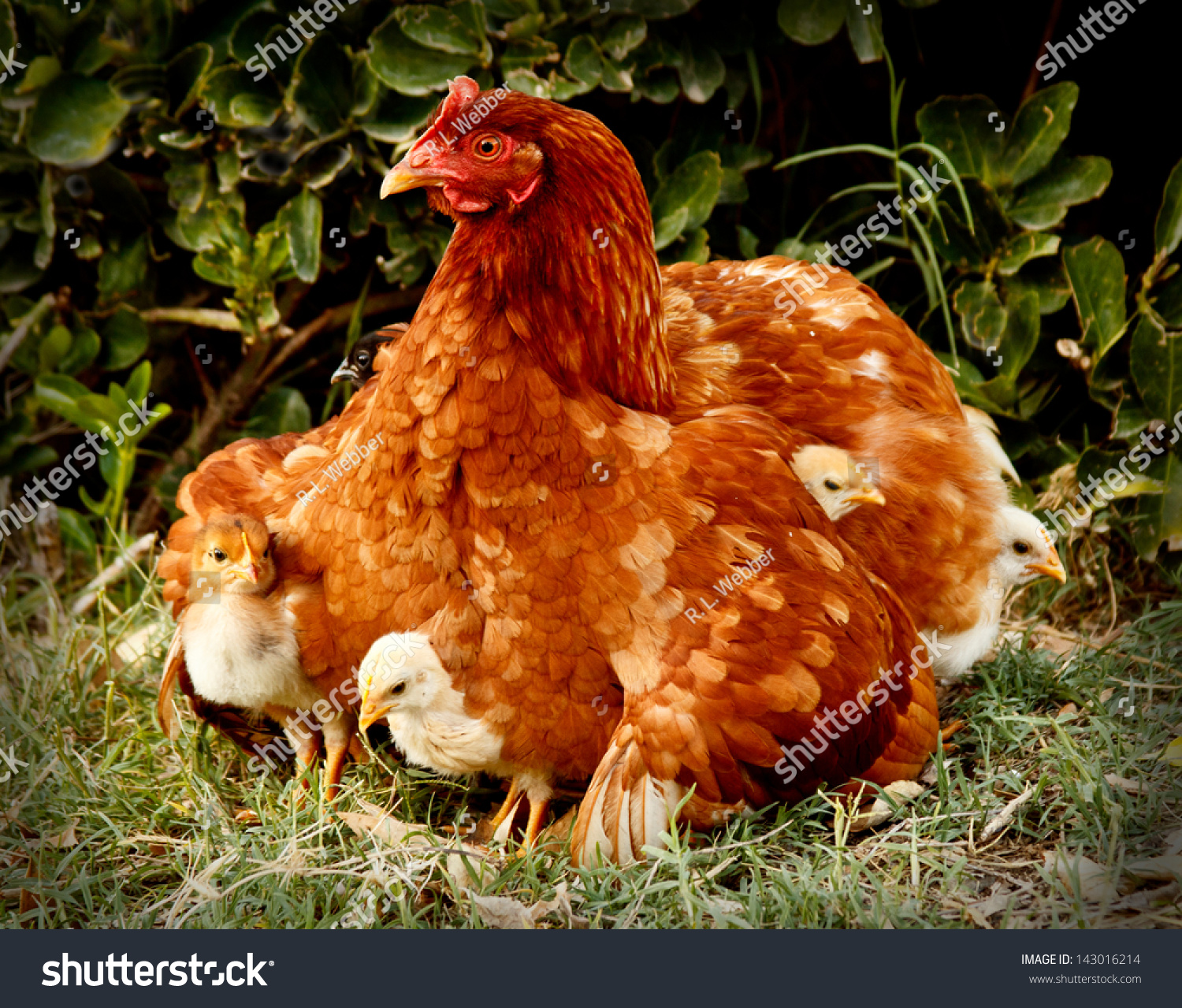 Mother Hen Protecting Chicks Stock Photo 143016214 Shutterstock