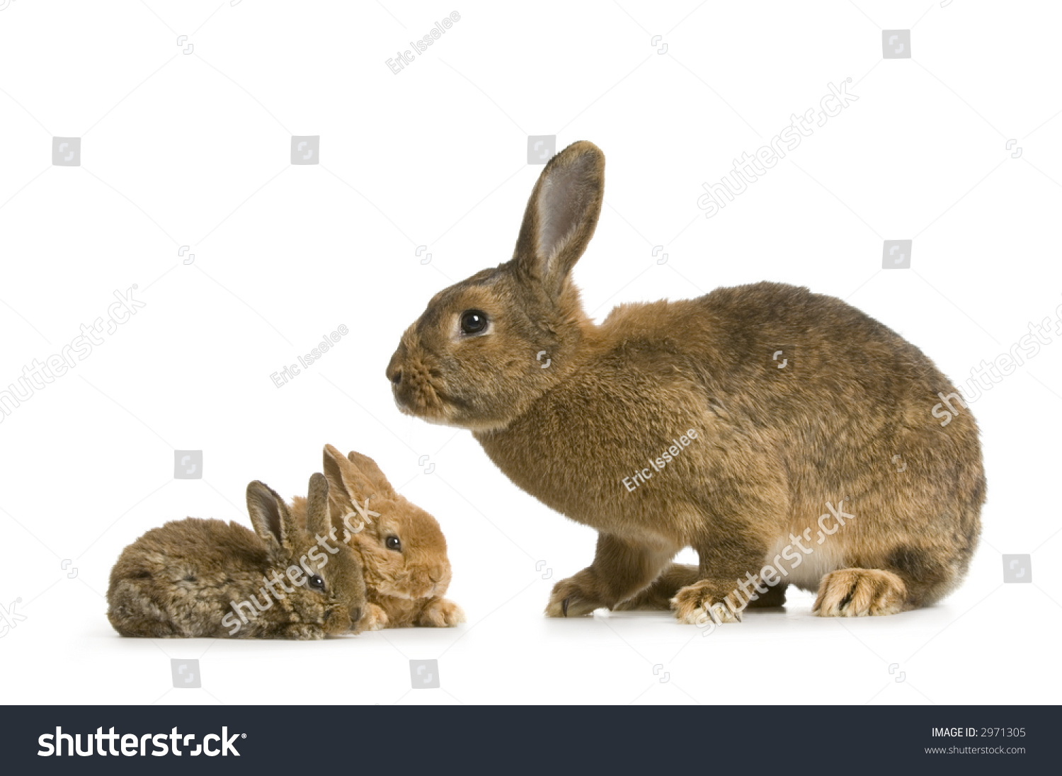 mother care bunny