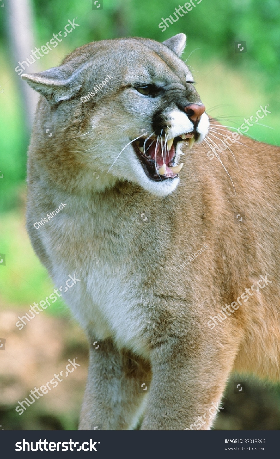 Mountain Lion Growl Stock Photo 37013896 : Shutterstock