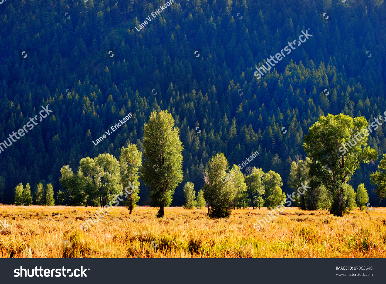 grassy meadows hispanic single men Intro if you love meandering single track trails through peaceful aspen groves, grassy meadows, tranquil pine forests and rocky ridges with majestic views of snow capped mountains, you will. grassy meadows hispanic single men Intro if you love meandering single track trails through peaceful aspen groves, grassy meadows, tranquil pine forests and rocky ridges with majestic views of snow capped mountains, you will.