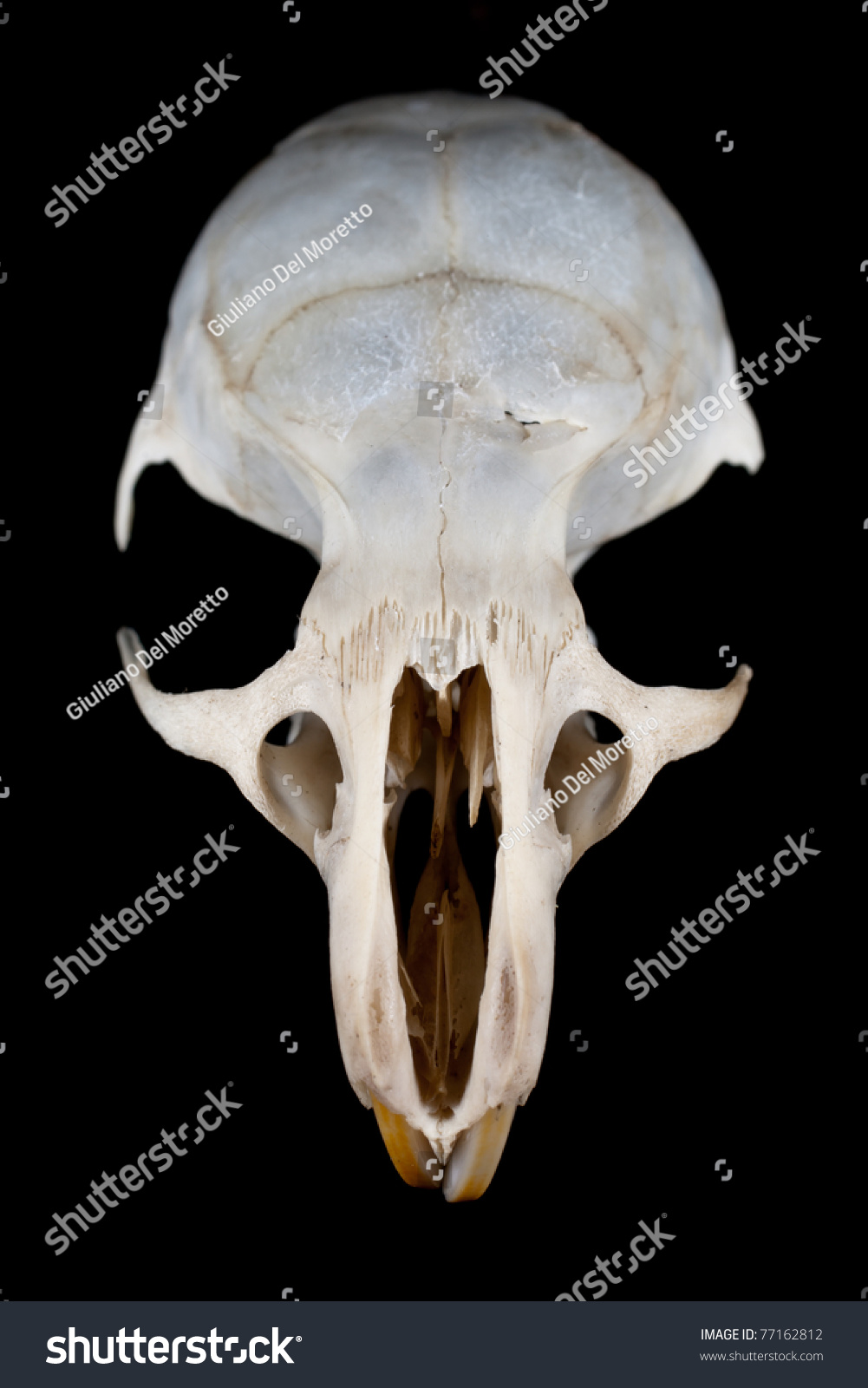 Mouse Skull - Dimensions: Length 32mm, Width 19mm, Height 12mm Stock