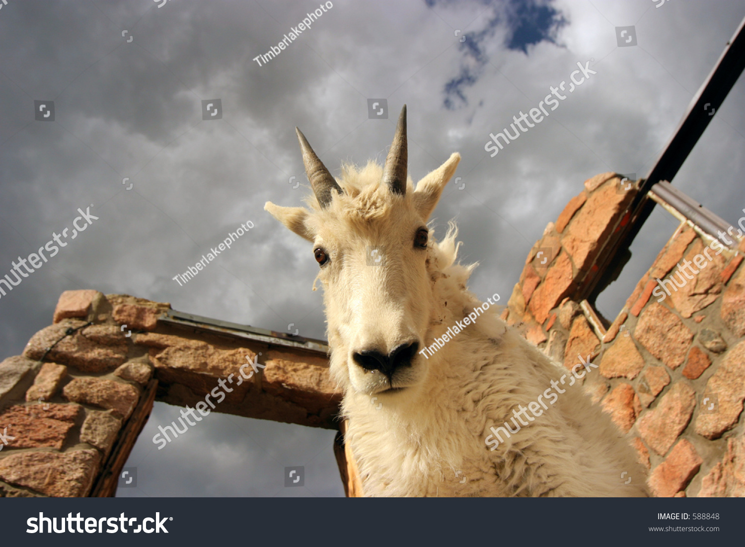 asian mt goat planet katie fully naked