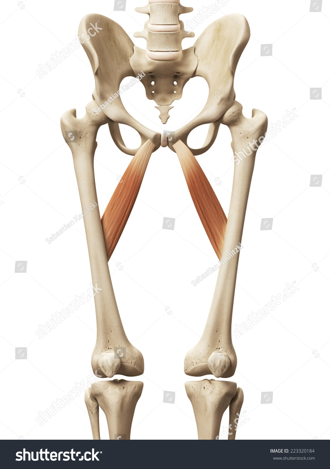 Muscle Anatomy - The Abductor Brevis Stock Photo 223320184 : Shutterstock