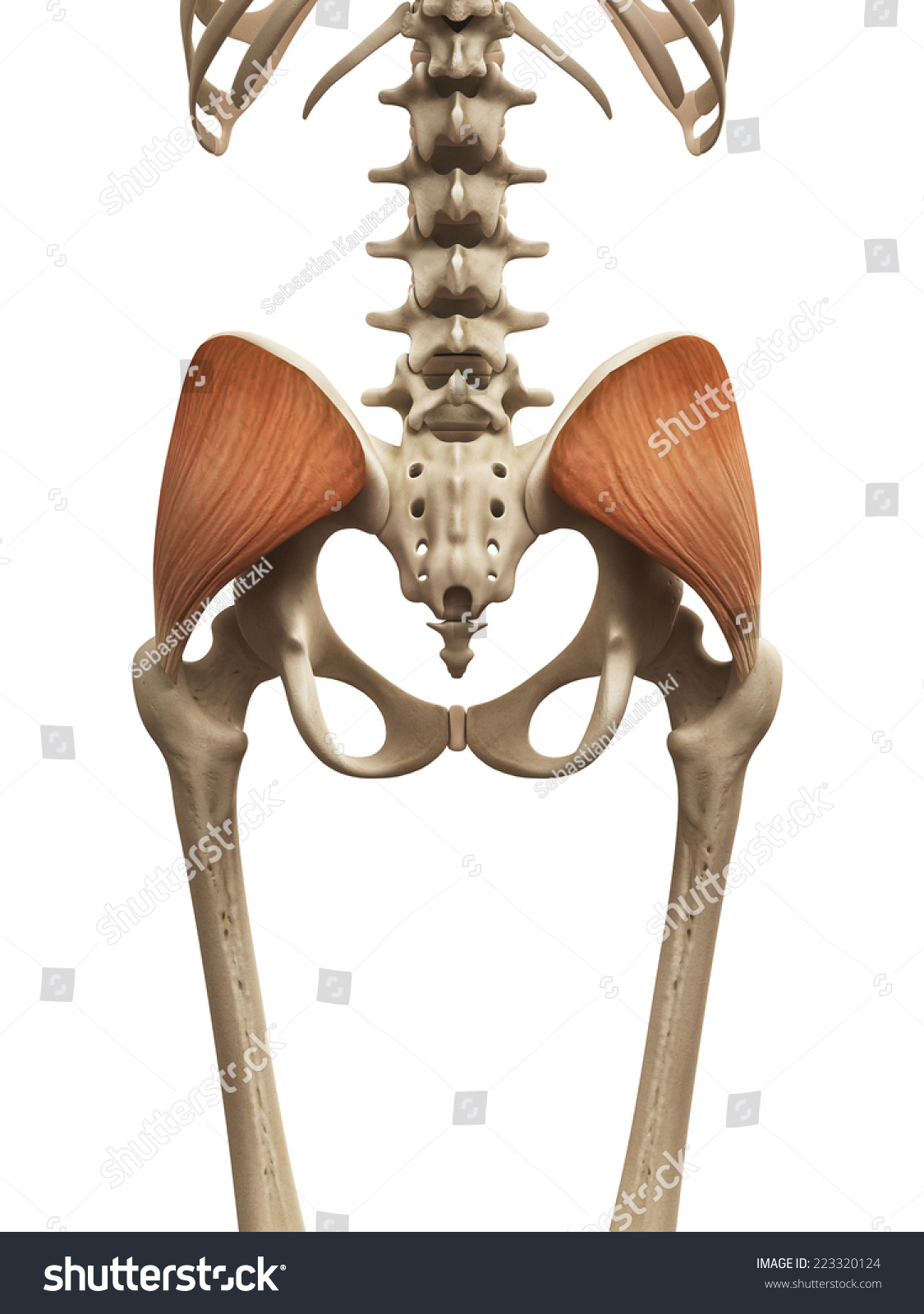 Muscle Anatomy Gluteus Medius Shutterstock