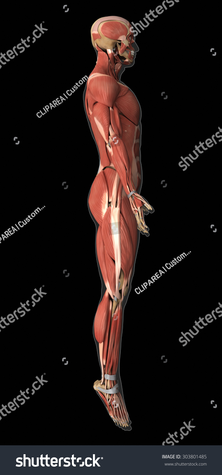 Muscular System Anatomy Lateral View 스톡 일러스트 303801485