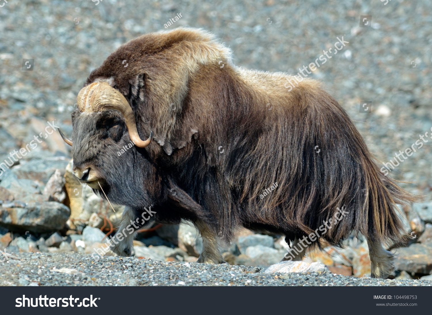 In Natural Habitat Stock Photo 104498753 ... Biology Diagrams