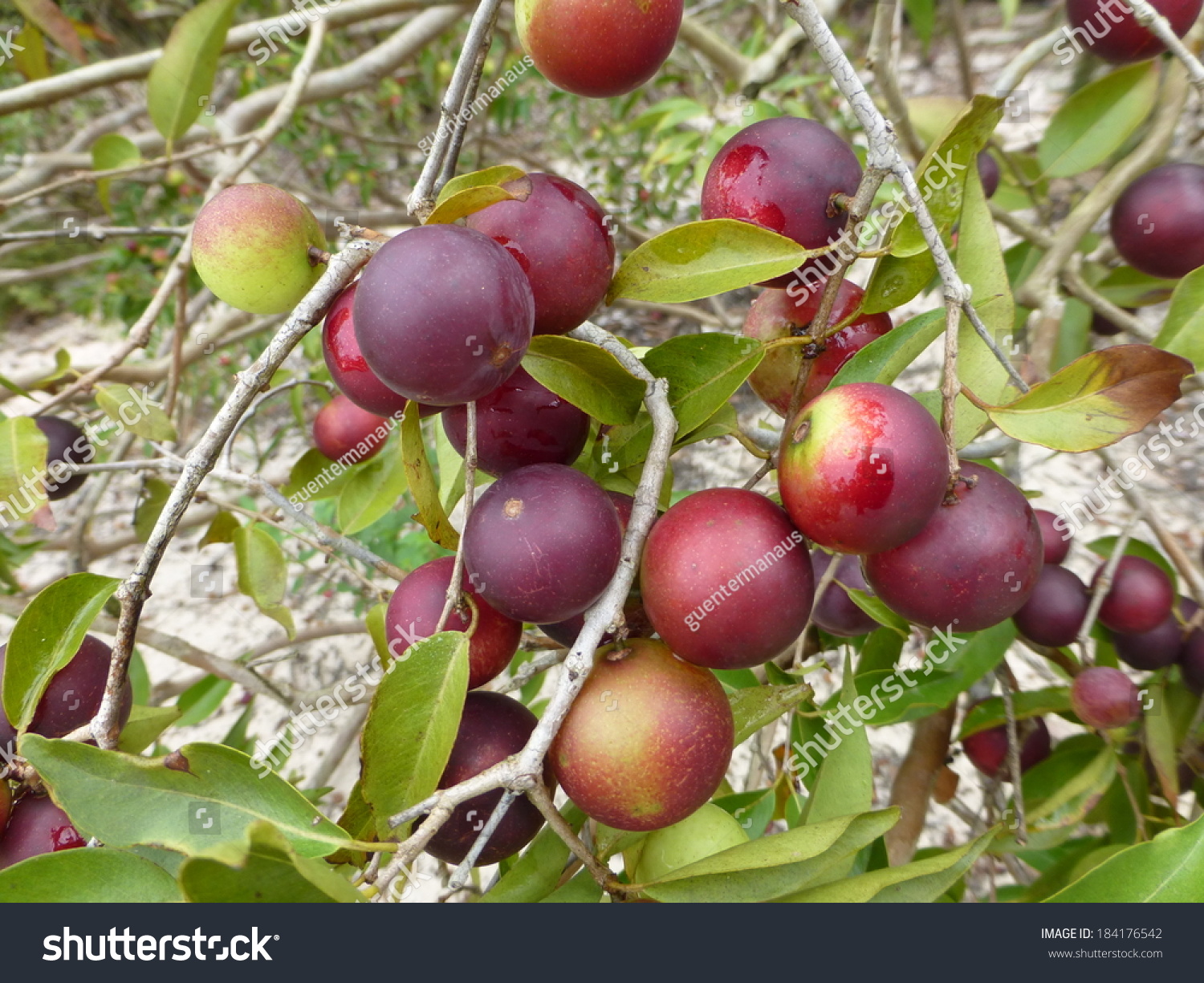 Myrciaria Dubia, Commonly Known As Camu Camu, Camucamu, Cacari, And