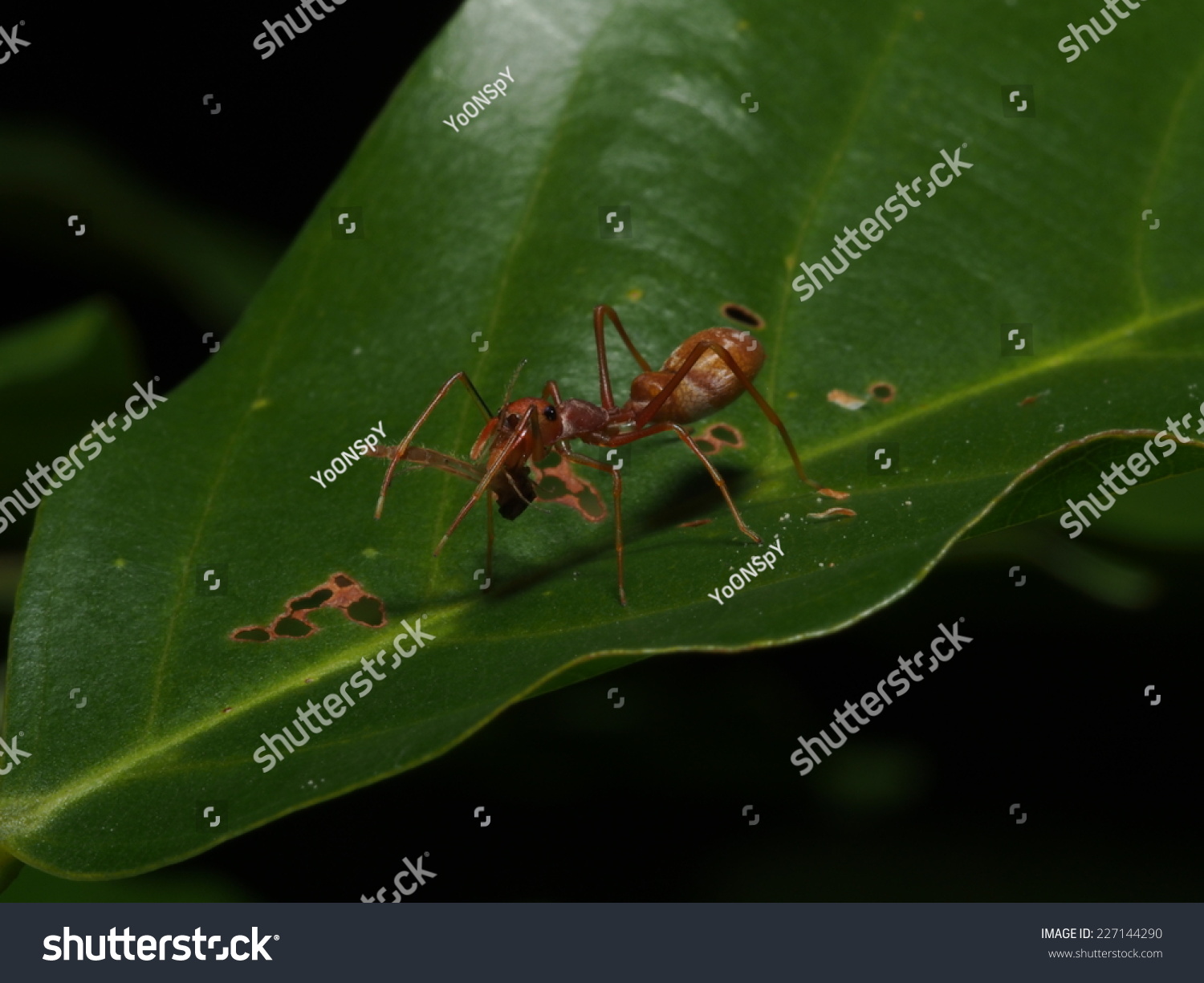 Myrmarachne Plataleoides Kerengga Antlike Jumper Class Stock Photo