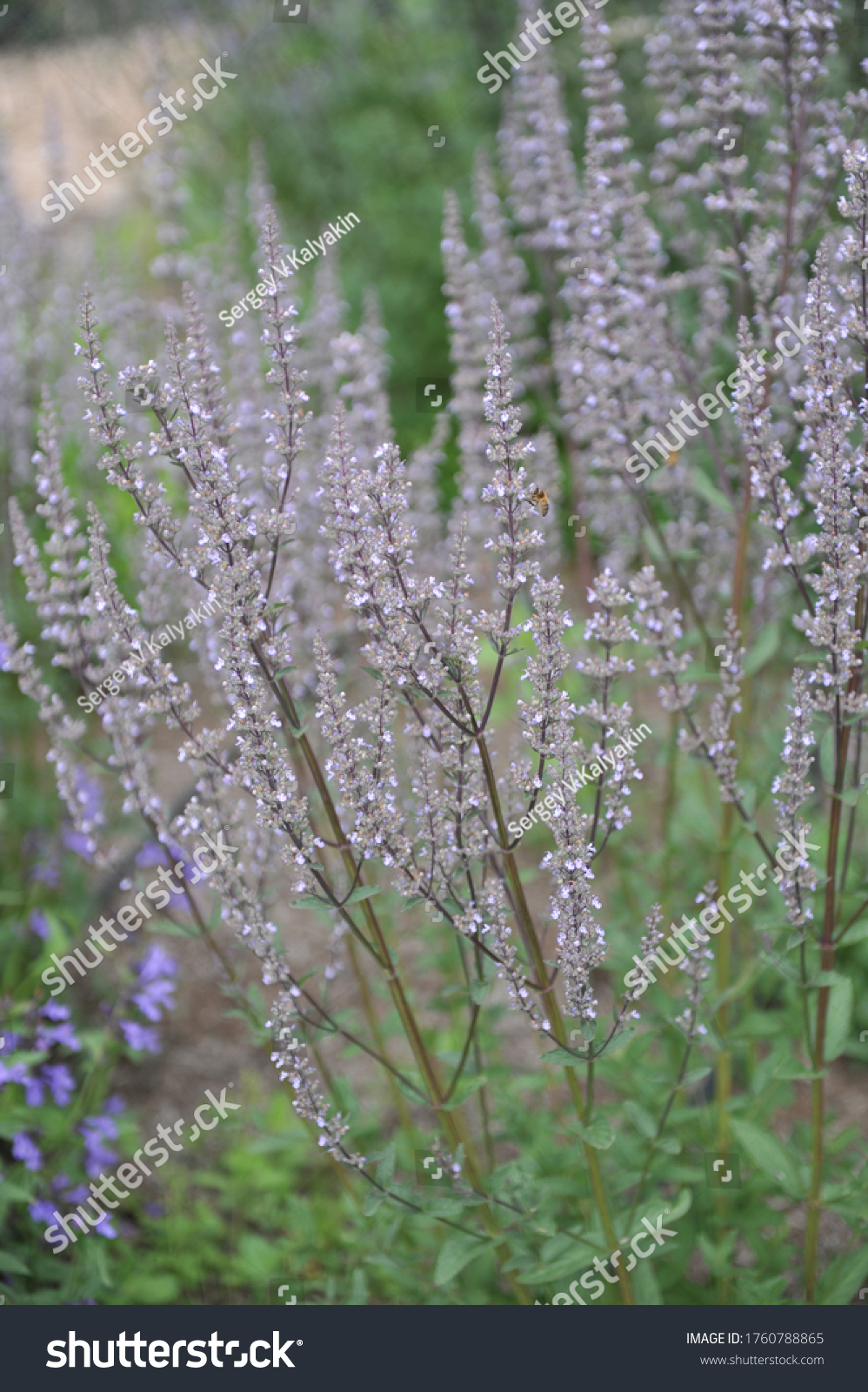 Nepeta Pannonica Images Stock Photos Vectors Shutterstock