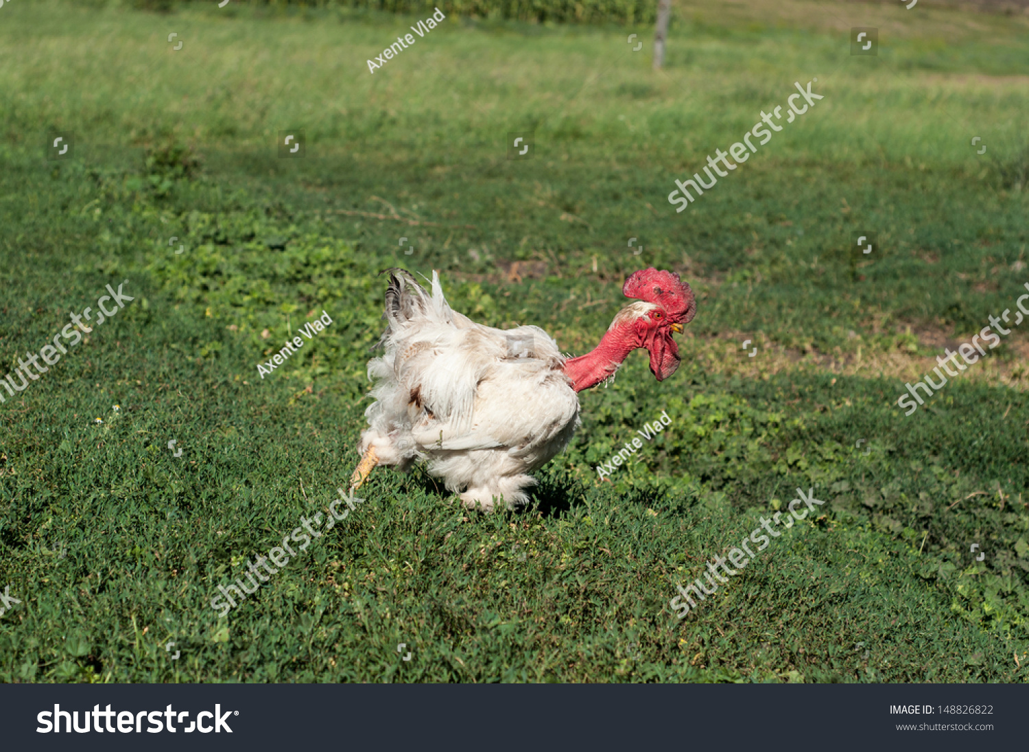 Naked Neck Rooster Farm Free Range Stock Photo 148826822 Shutterstock