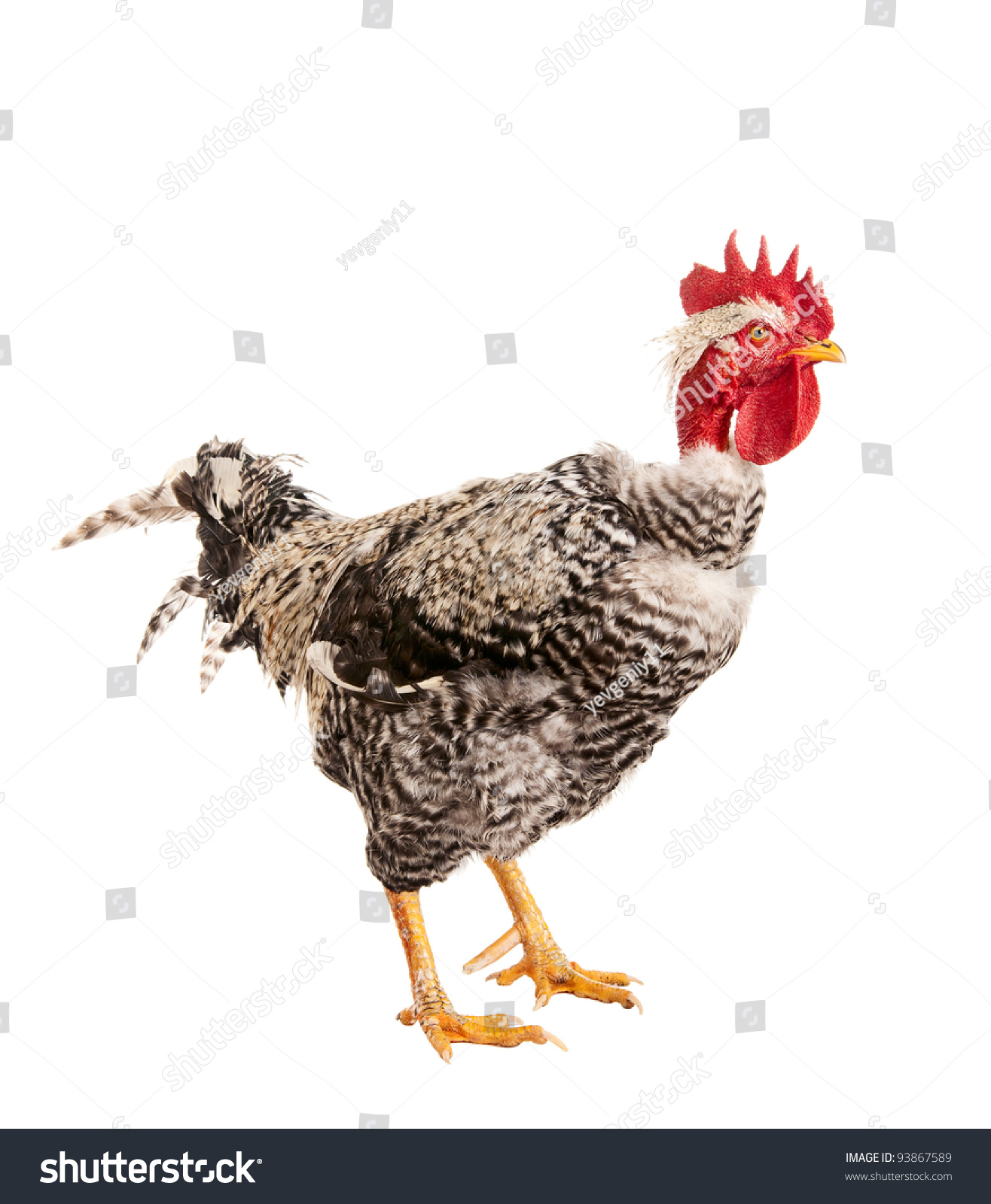 Naked Neck Rooster Isolated Closeup Stock Photo Shutterstock