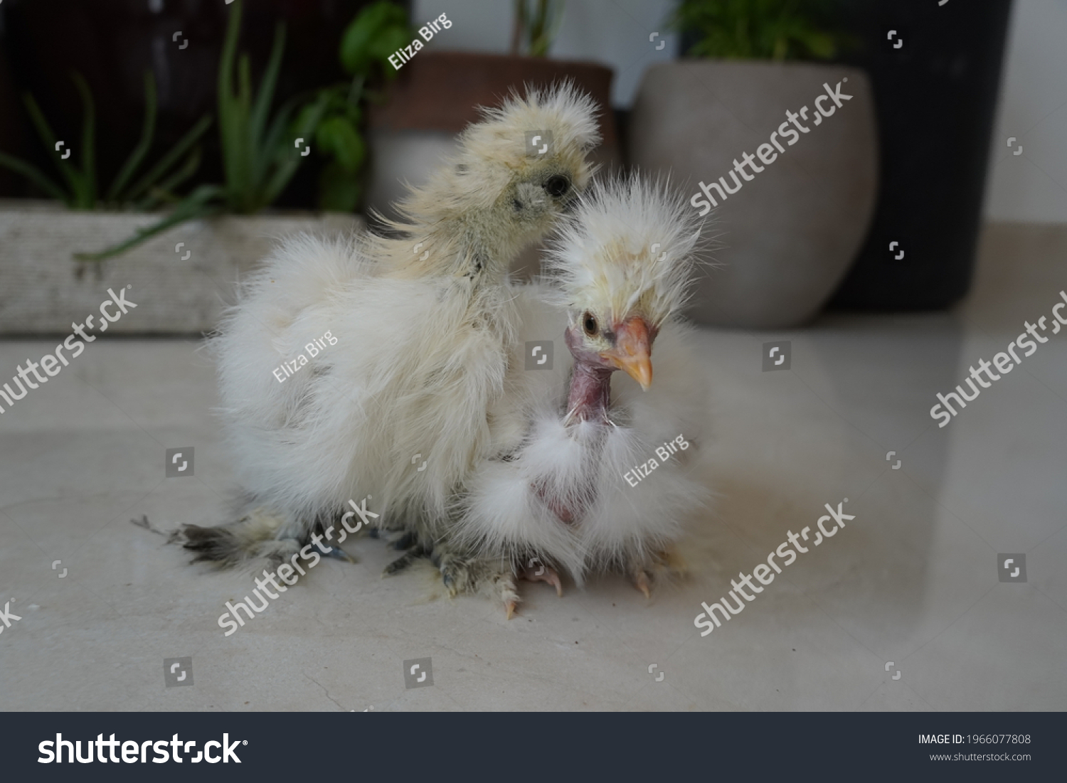 Naked Neck Silkie Showgirl Chicks White Stock Photo