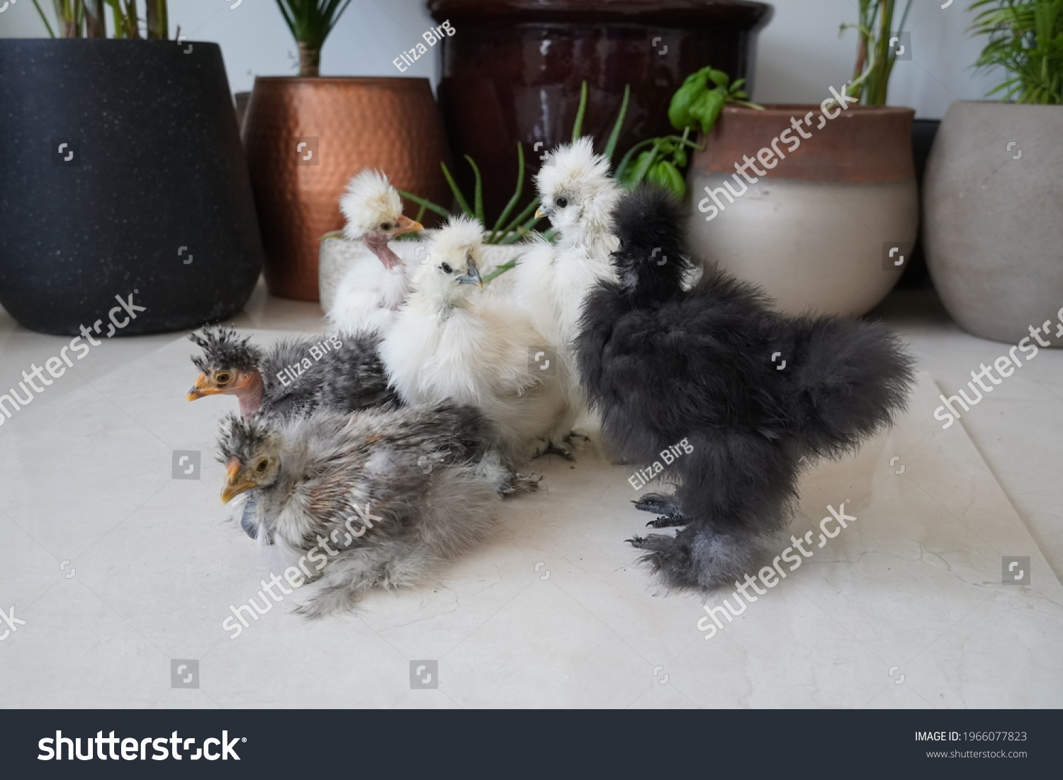 Naked Neck Silkie Showgirl Chicks White Stock Photo Edit Now 1966077823