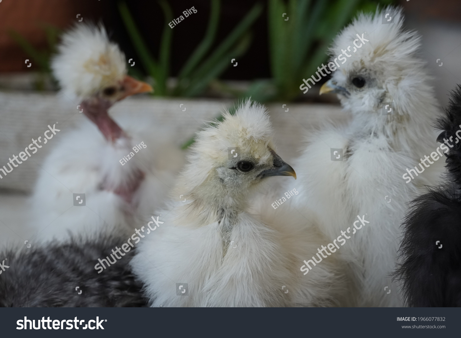 Naked Neck Silkie Showgirl Chicks White Stock Photo Edit Now 1966077832