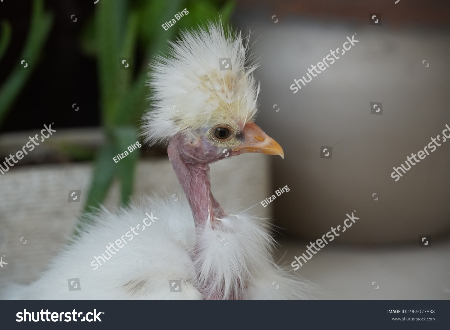 Naked Neck Silkie Showgirl Chicks White Stock Photo 1966077838