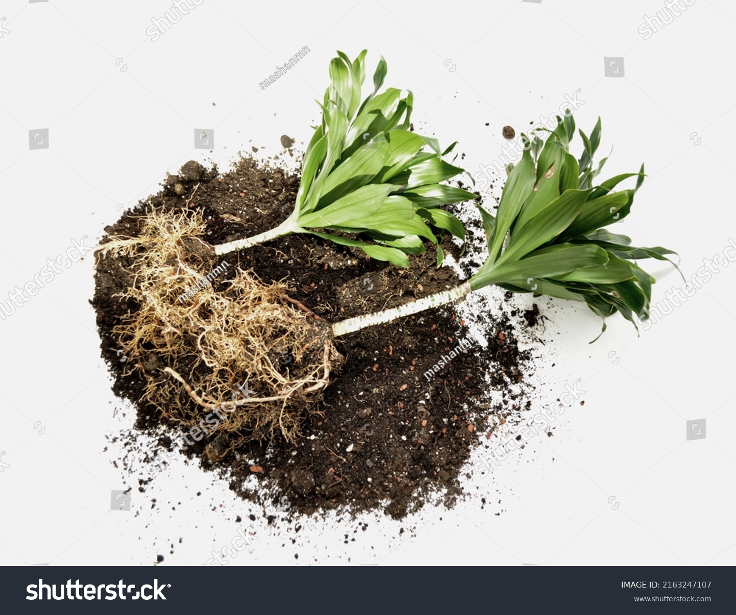 Naked Roots Green Houseplant On Soil Stock Photo 2163247107 Shutterstock