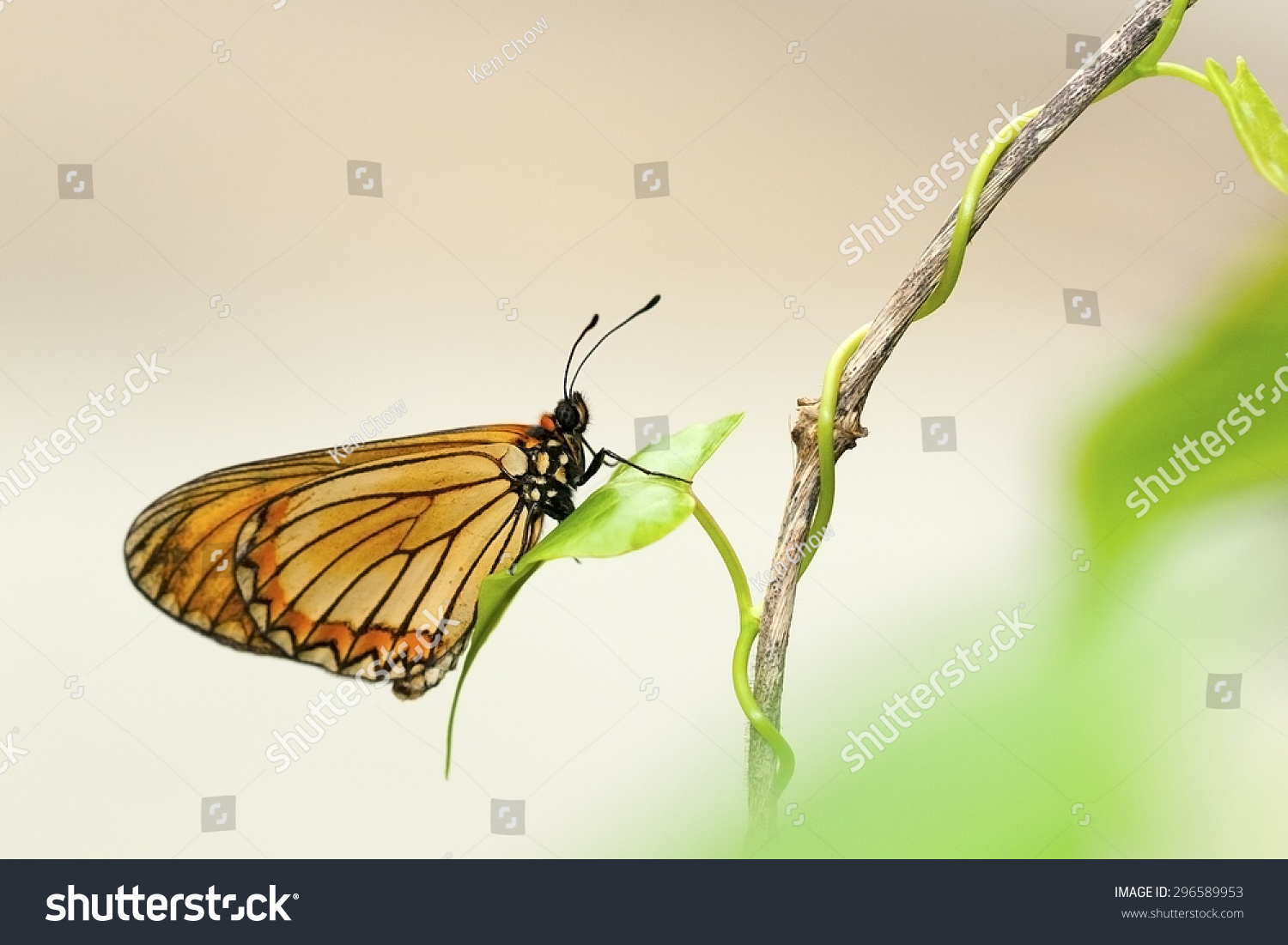 Natural Butterfly Natural Butterfly