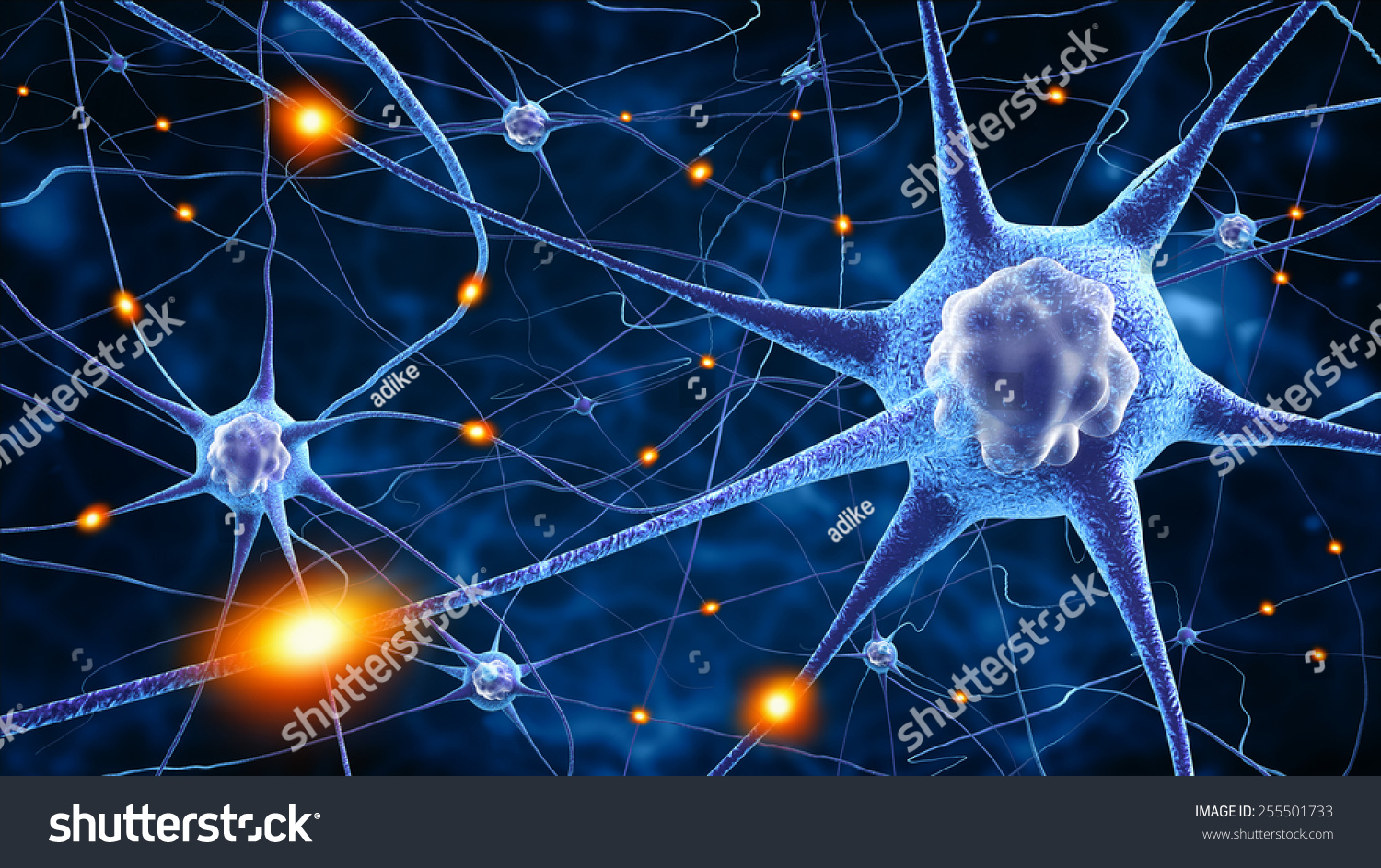 nerve-cells-stock-illustration-255501733-shutterstock