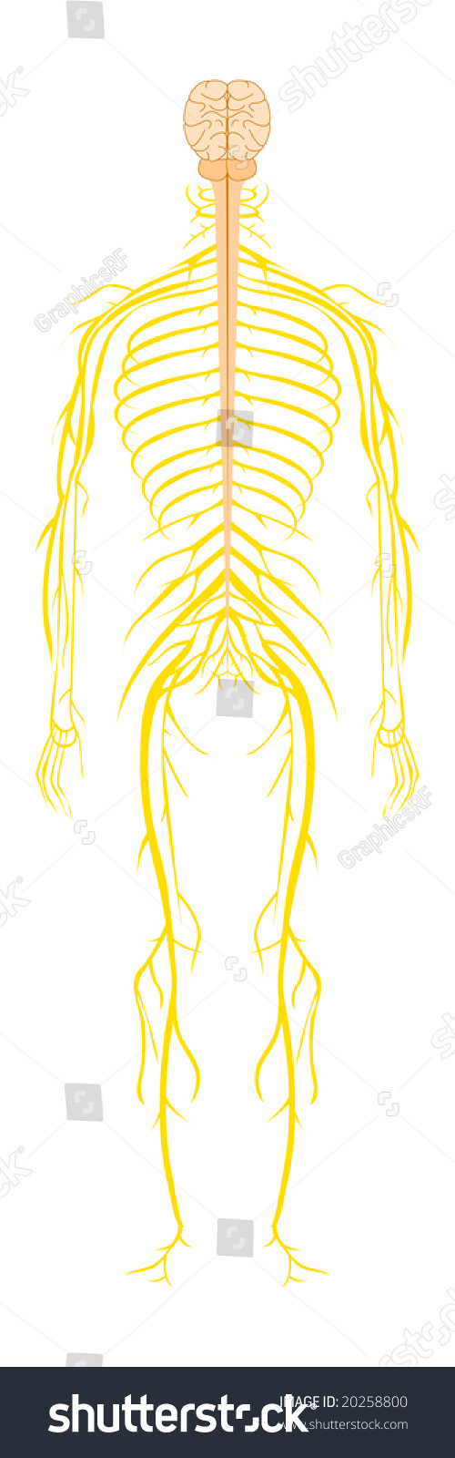 Nerves Of The Human Body Accurate Illustration - 20258800 : Shutterstock