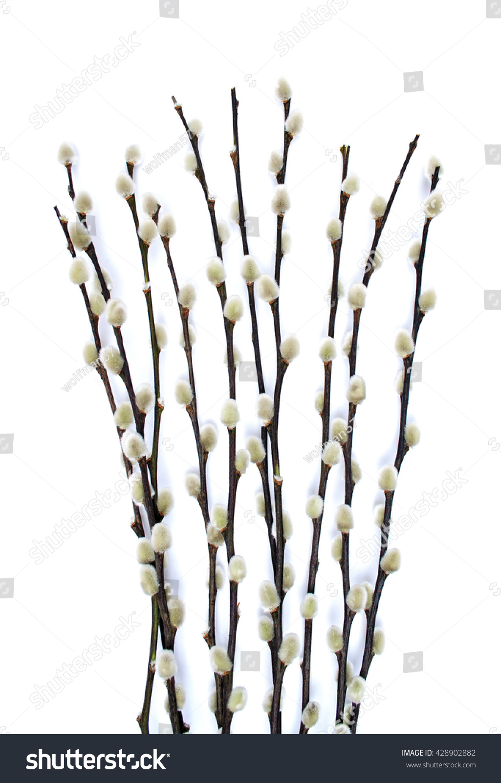 New Buds Of The Pussy Willow Tree Stock Photo Shutterstock