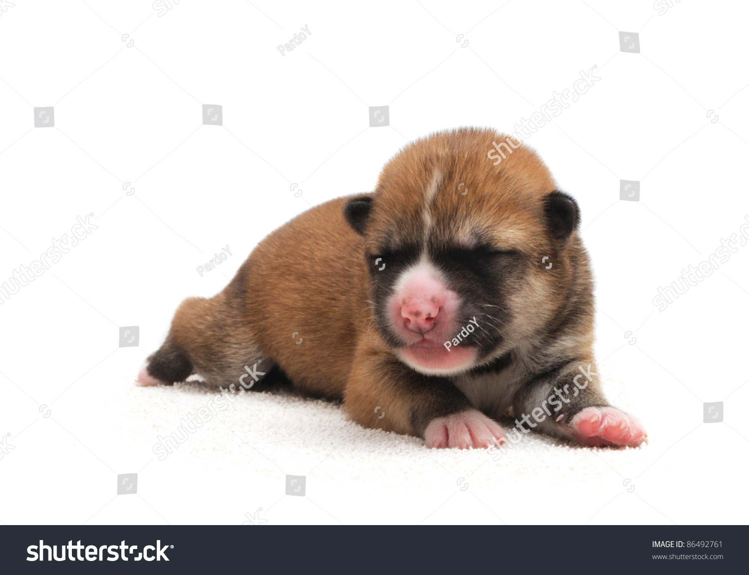 Newborn One Day Old Akita Inu Dog Puppy Isolated On White Background