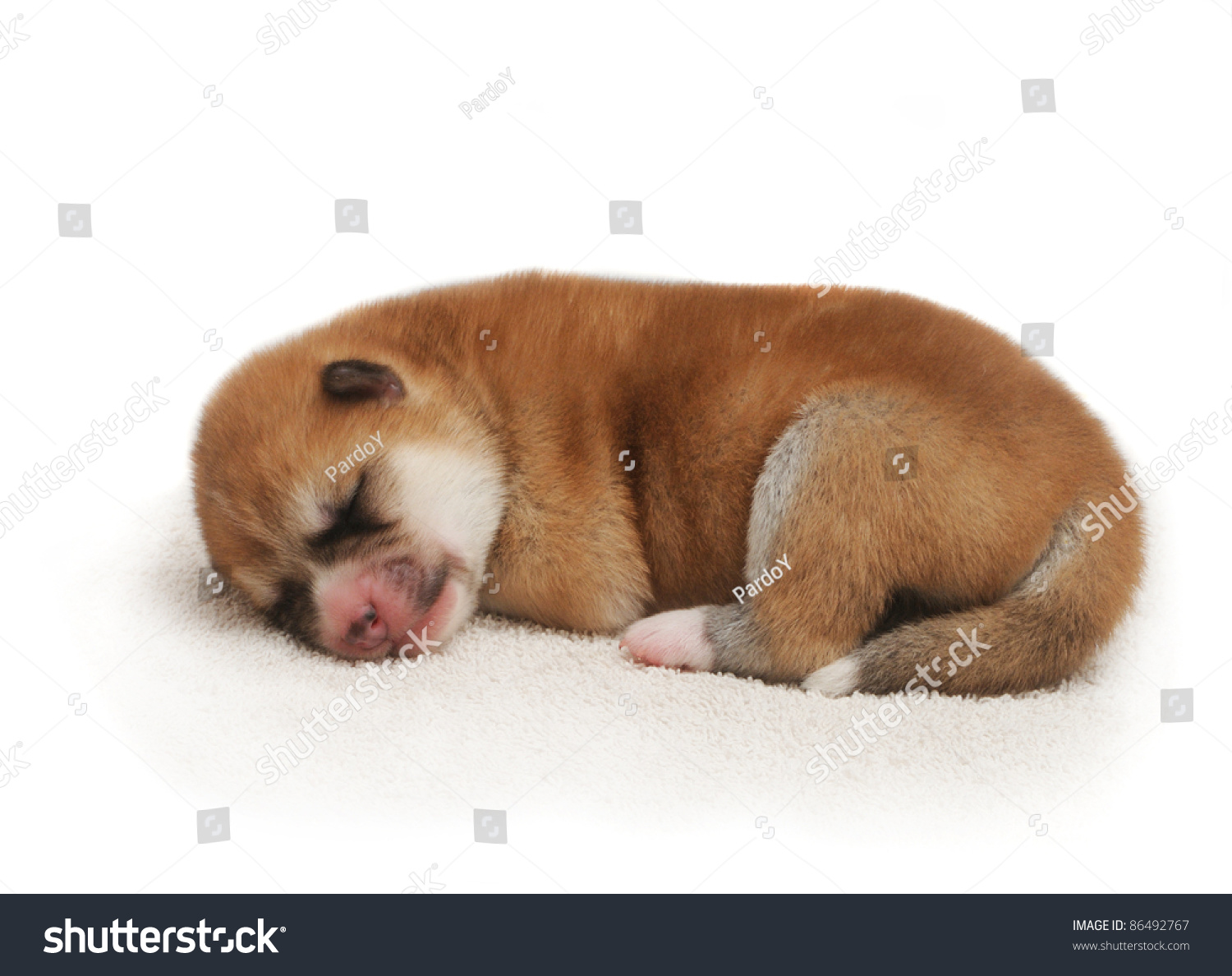 Newborn, One Day Old Akita Inu Dog Puppy Isolated On White Background