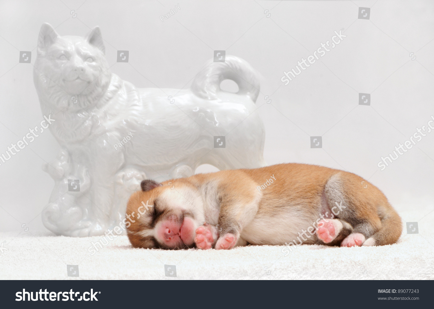 How Do Akitas Handle A Newborn Newborn One Day Old Akita Puppy Lay Stock Photo 89077243 : Shutterstock