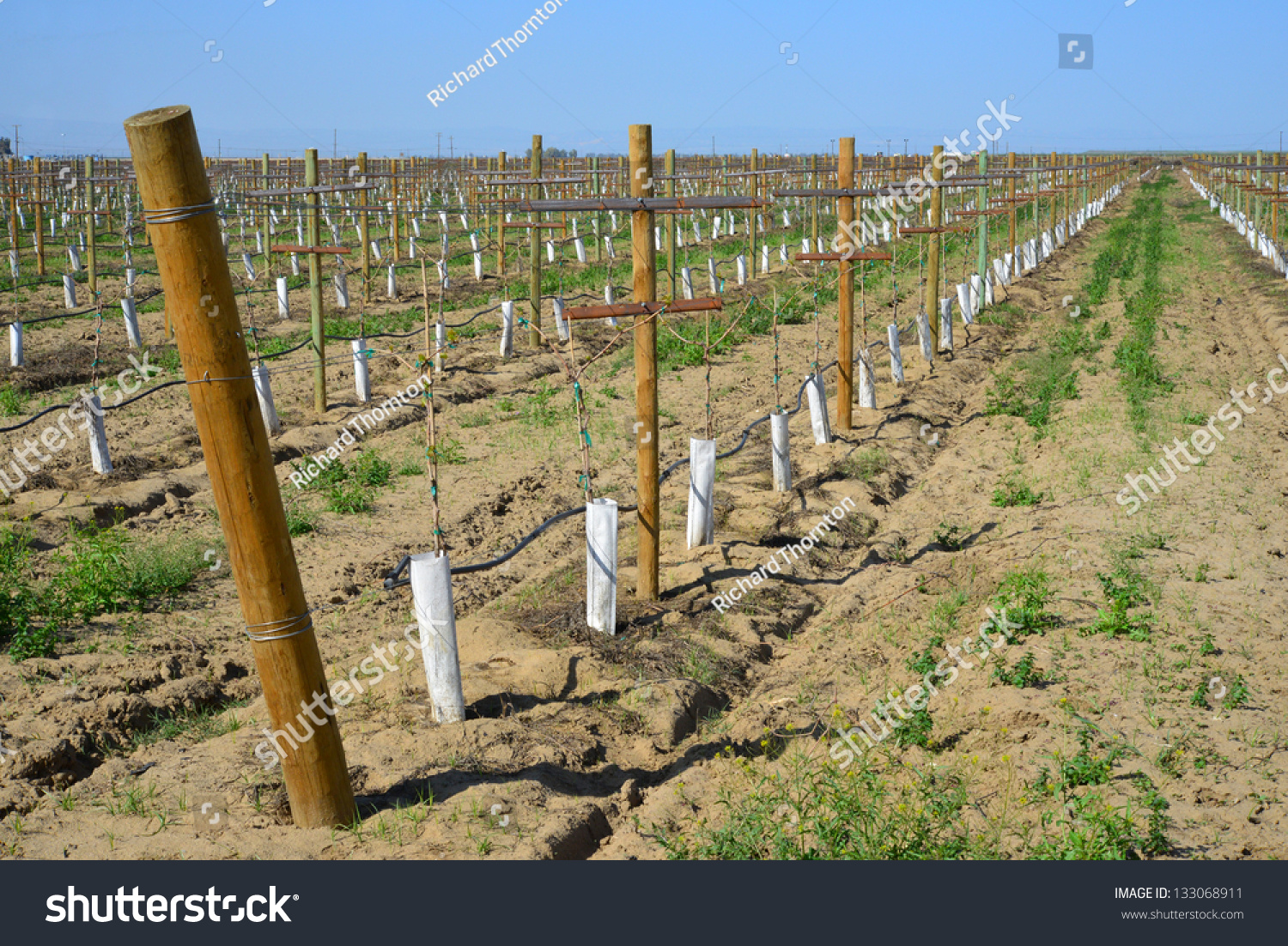 Newly Planted Vineyard In The Spring Season Shows Posts, Trellises And