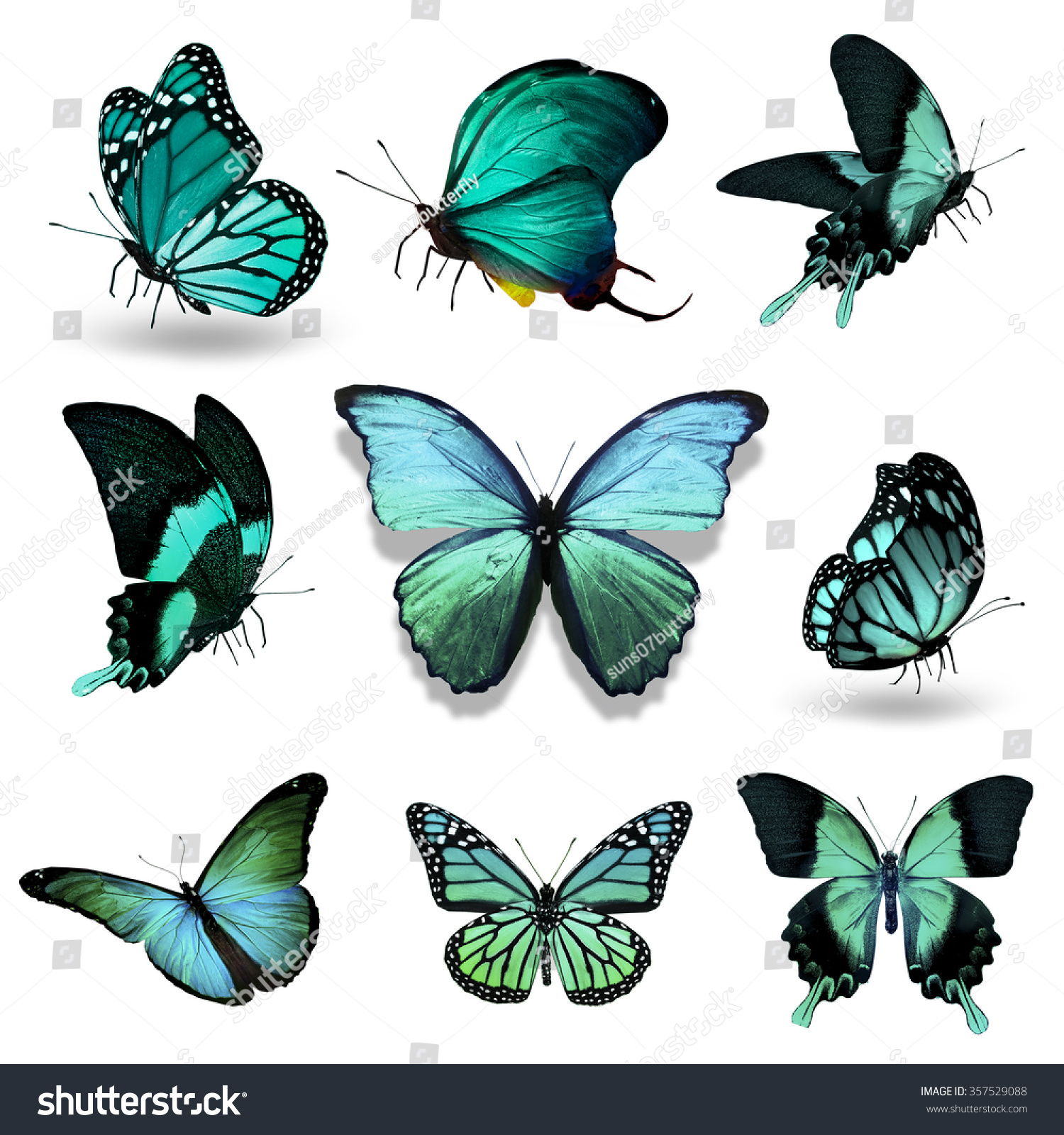 Nine Turquoise Butterflies On White Background Stock Photo 357529088 